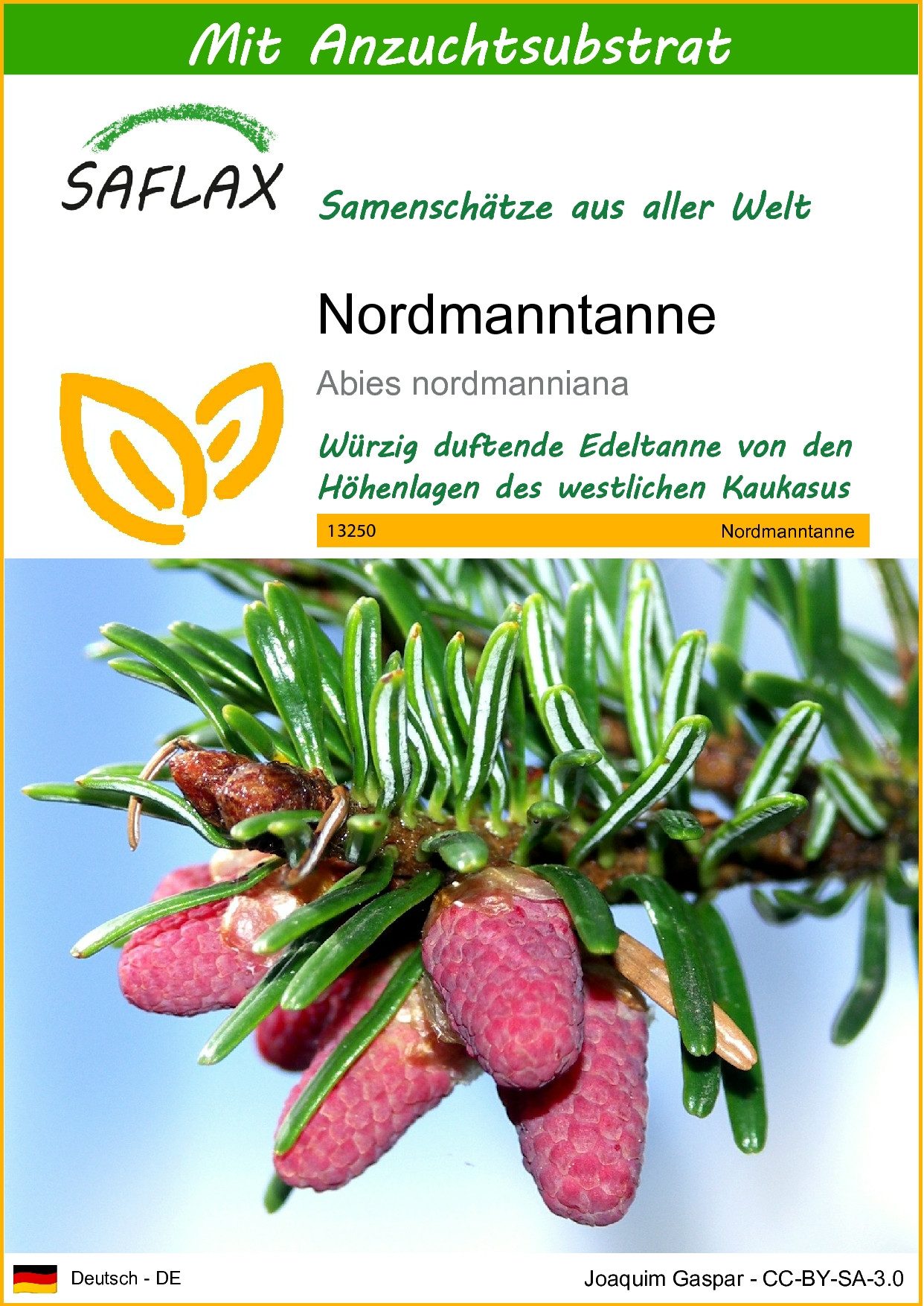 SAFLAX Blumensamen SAFLAX - Samen und Substrat - Nordmanntanne