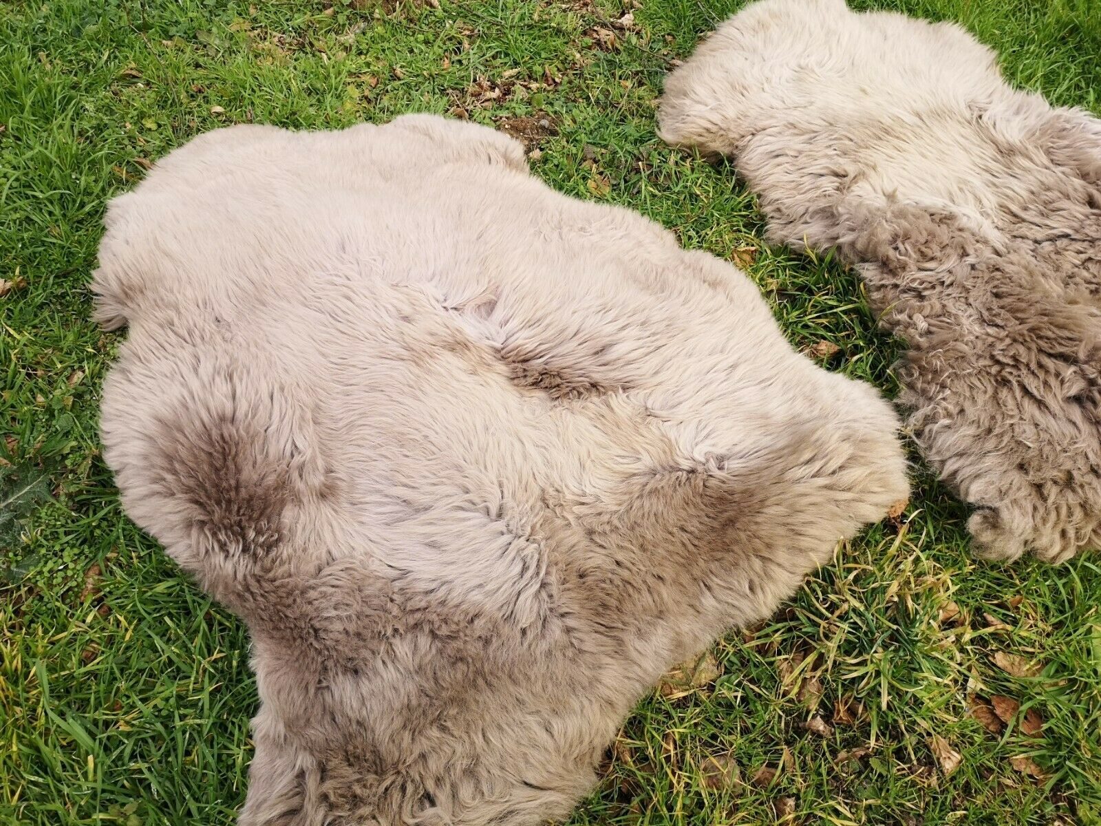 Provellus Fellteppich Lammfell Schaffell Taupe Öko Fell Dicht Weich L-XXL U günstig online kaufen