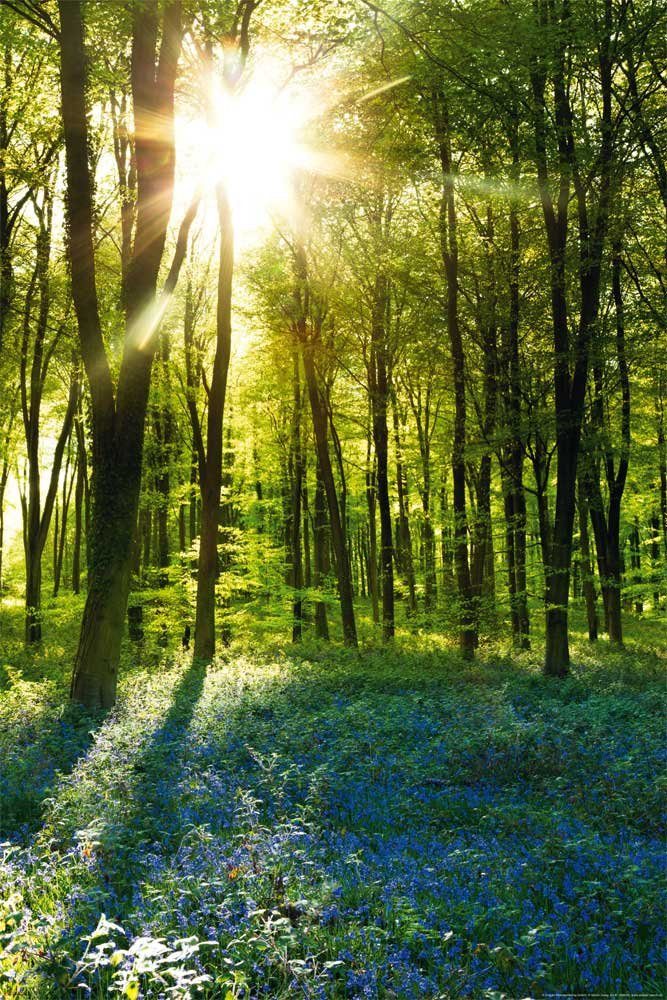 Poster Forests - Poster - Sunrise Bluebell Wood günstig online kaufen