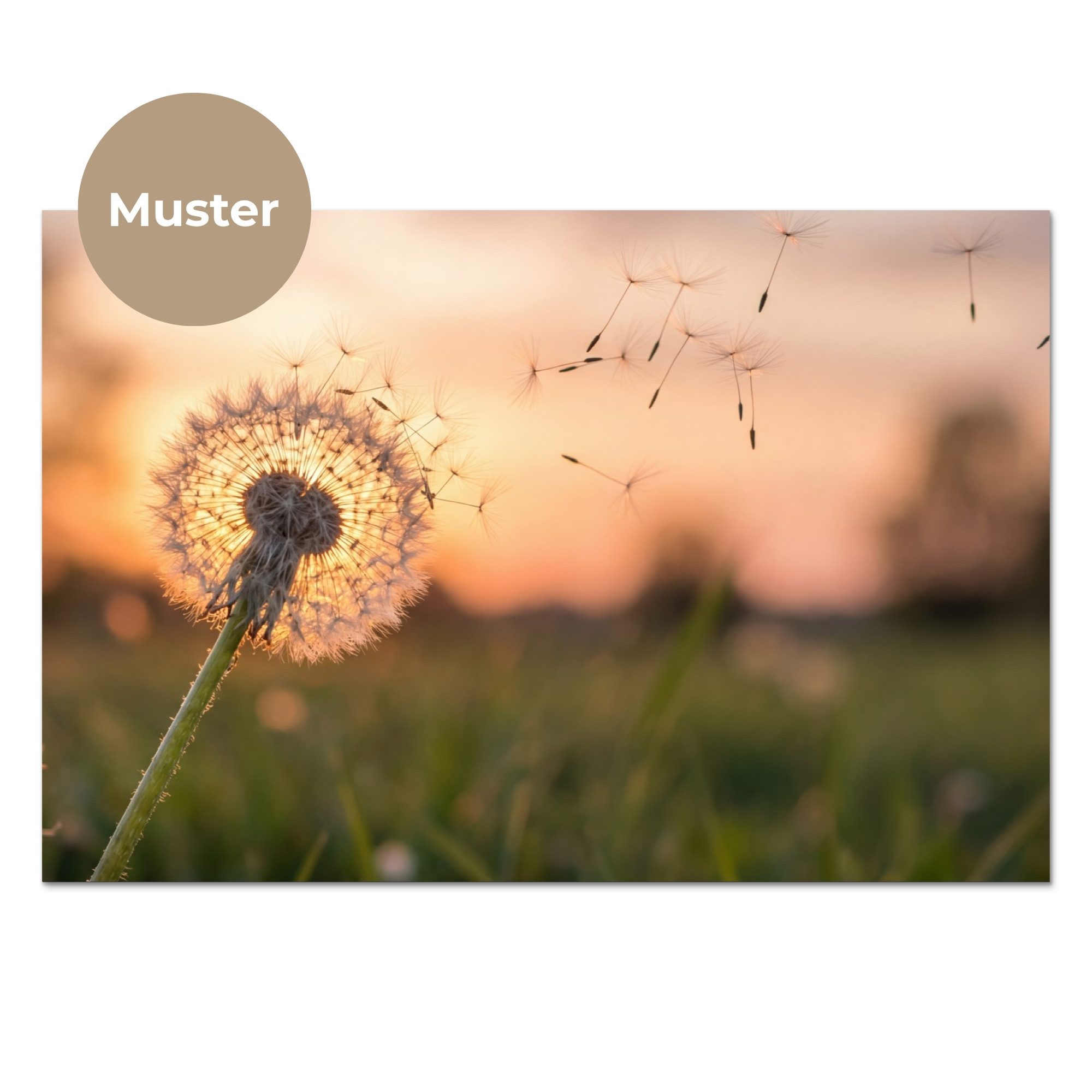 KitchenYeah Küchenrückwand Muster selbstklebend (keine Folie) Löwenzahn - Sonnenuntergang - Feld, (1-tlg), Spritzschutz, Küche, Rückwand, Küchenwand, Küchenfront, 30x20 cm