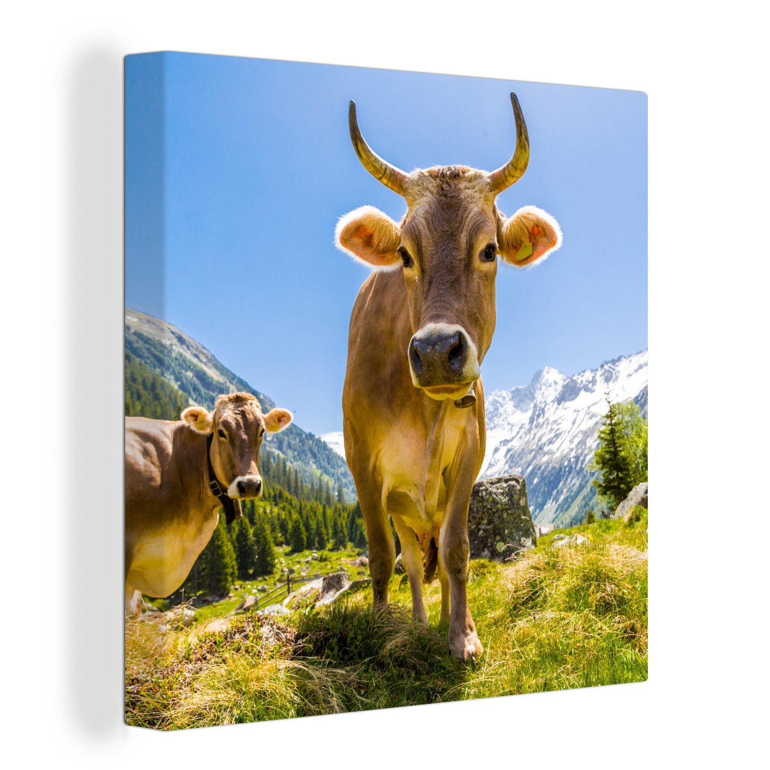 OneMillionCanvasses® Leinwandbild Kühe - Sonne - Österreich, (1 St), Leinwand Bilder für Wohnzimmer Schlafzimmer