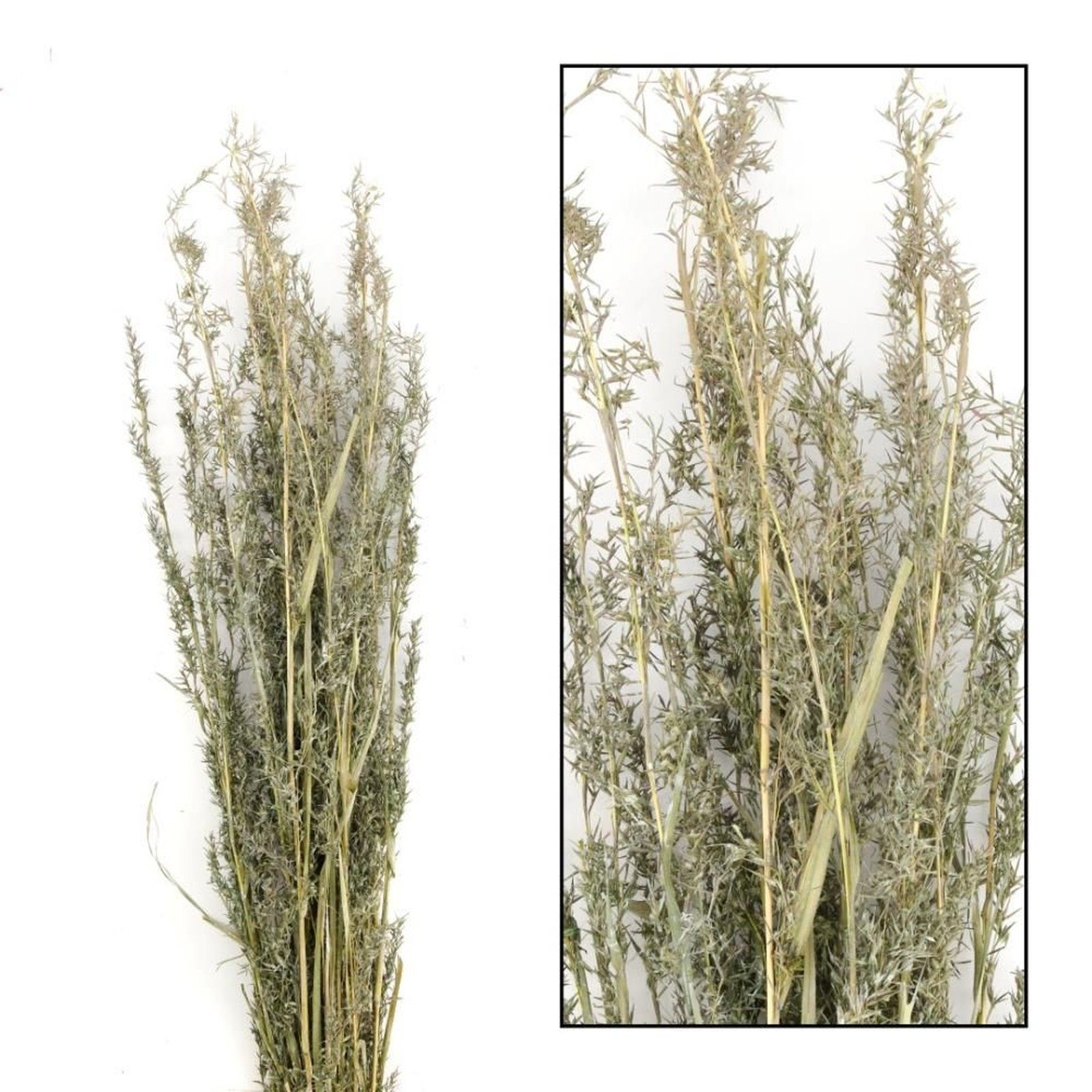 DIJK Lolium grass perenne - 100 100 Alfonso - Trockenblume alfonso - Gras - g, grün cm