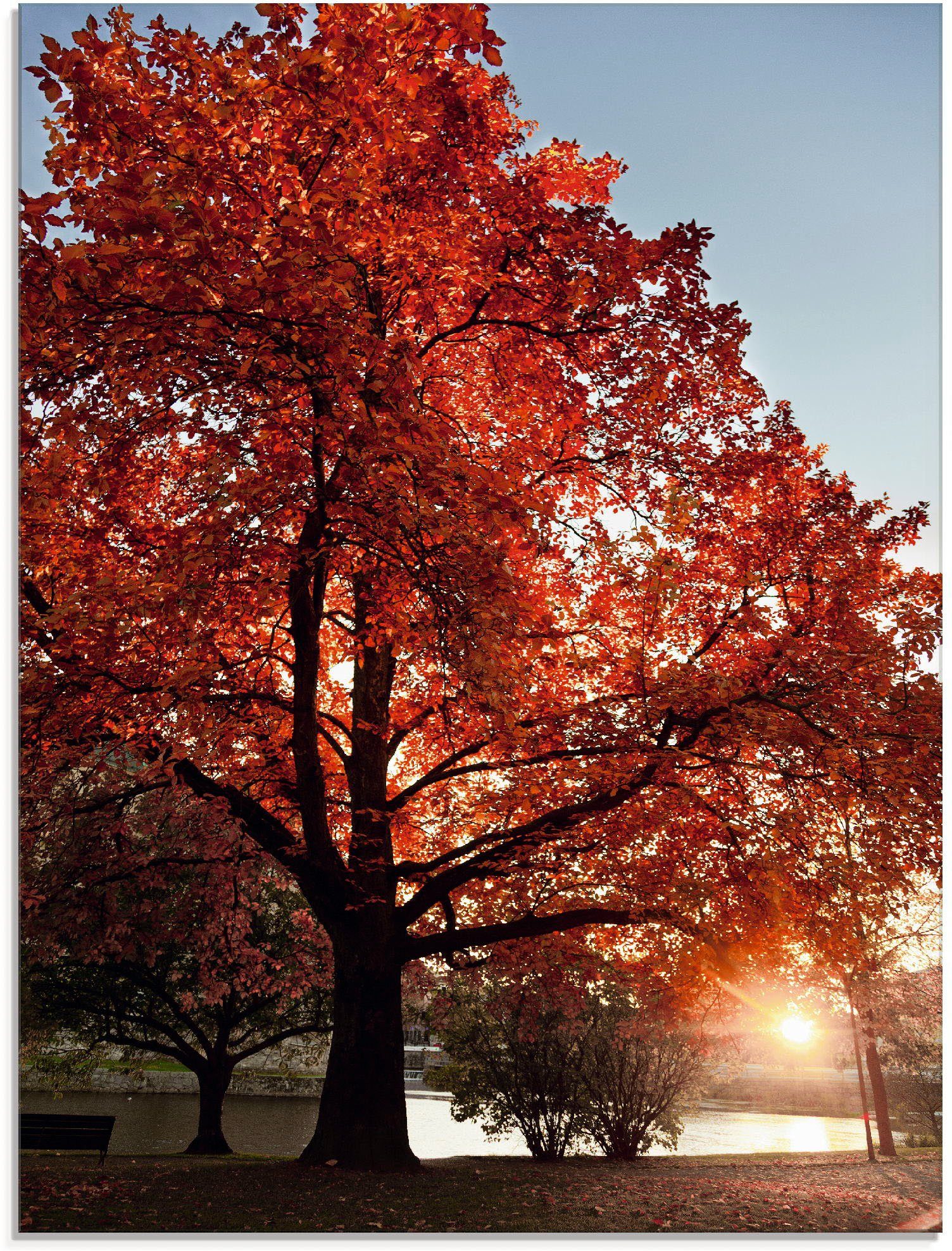 (1 Herbstbaum, in Glasbild Artland St), verschiedenen Bäume Größen