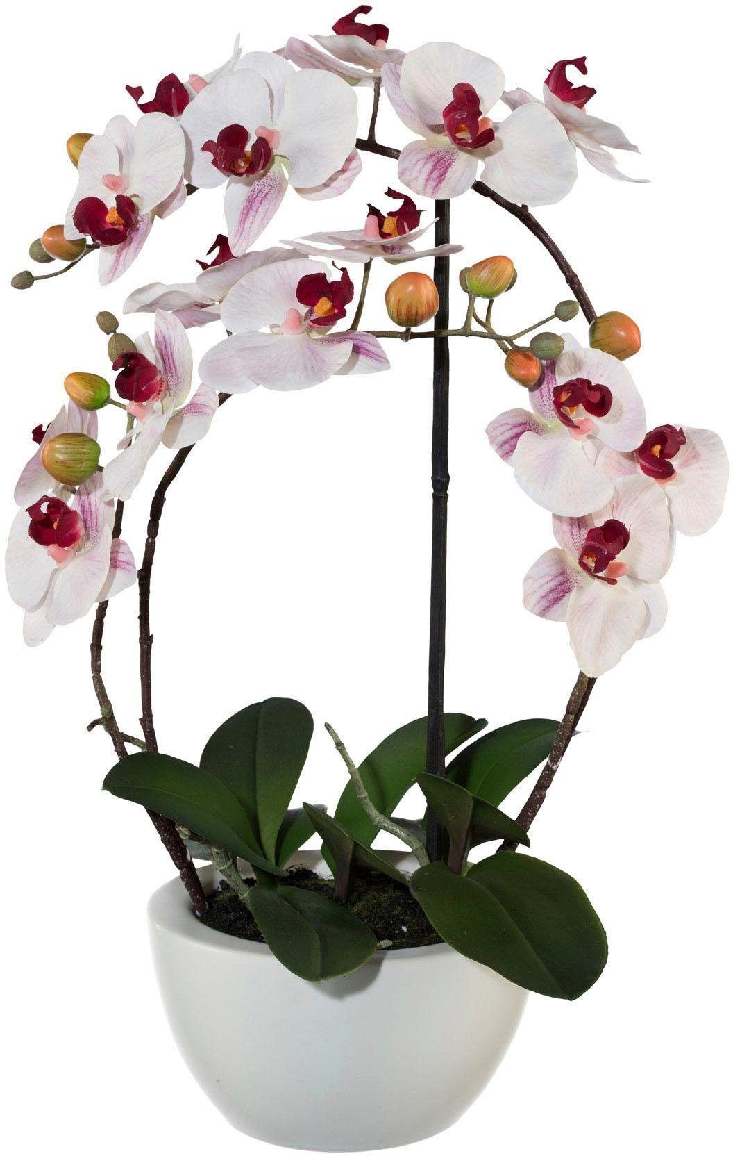 Kunstpflanze Phalaenopsis Orchidee, Creativ green, Höhe 52 cm günstig online kaufen