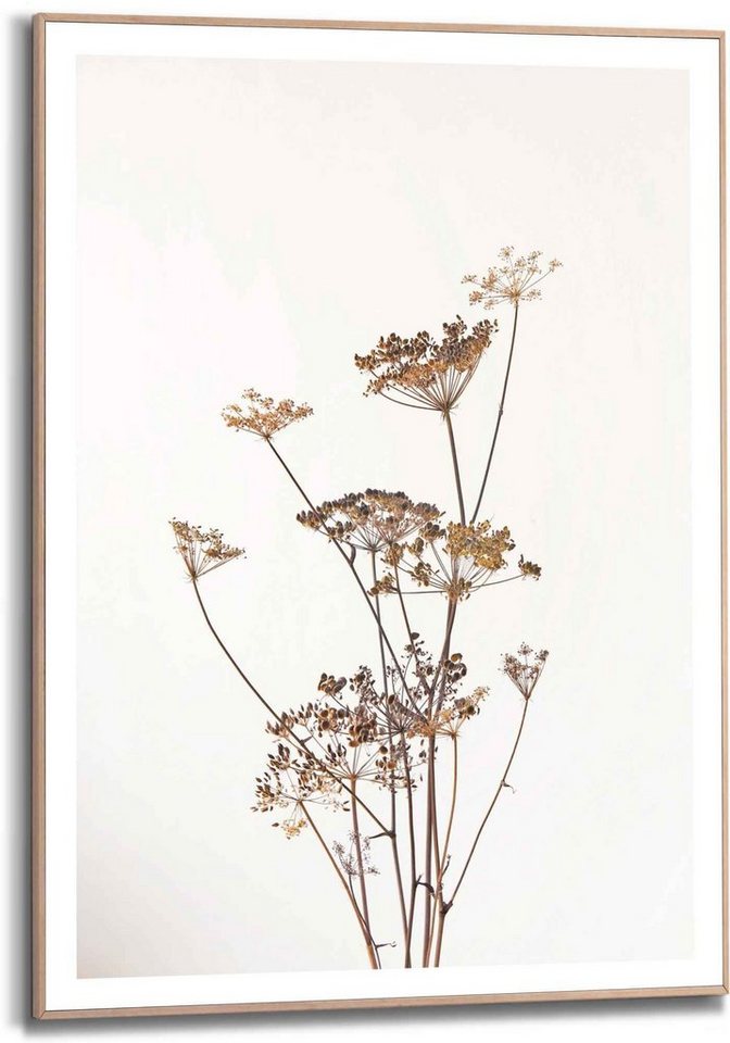 Reinders! Bild Gerahmtes Bild Bärenklau Natur - Pflanz - Getrocknet -  Blumen, Pflanzen (1 St), Mix & Match einfach die verschiedenen Motive und  Größen