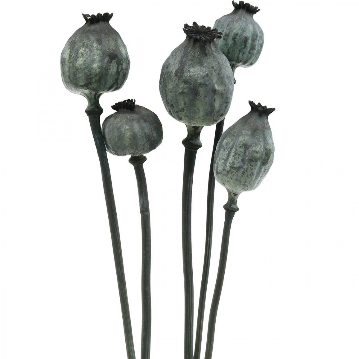 Trockenblume Mohnkapseln Schwarz Deko Trockenfloristik 50-60cm günstig online kaufen