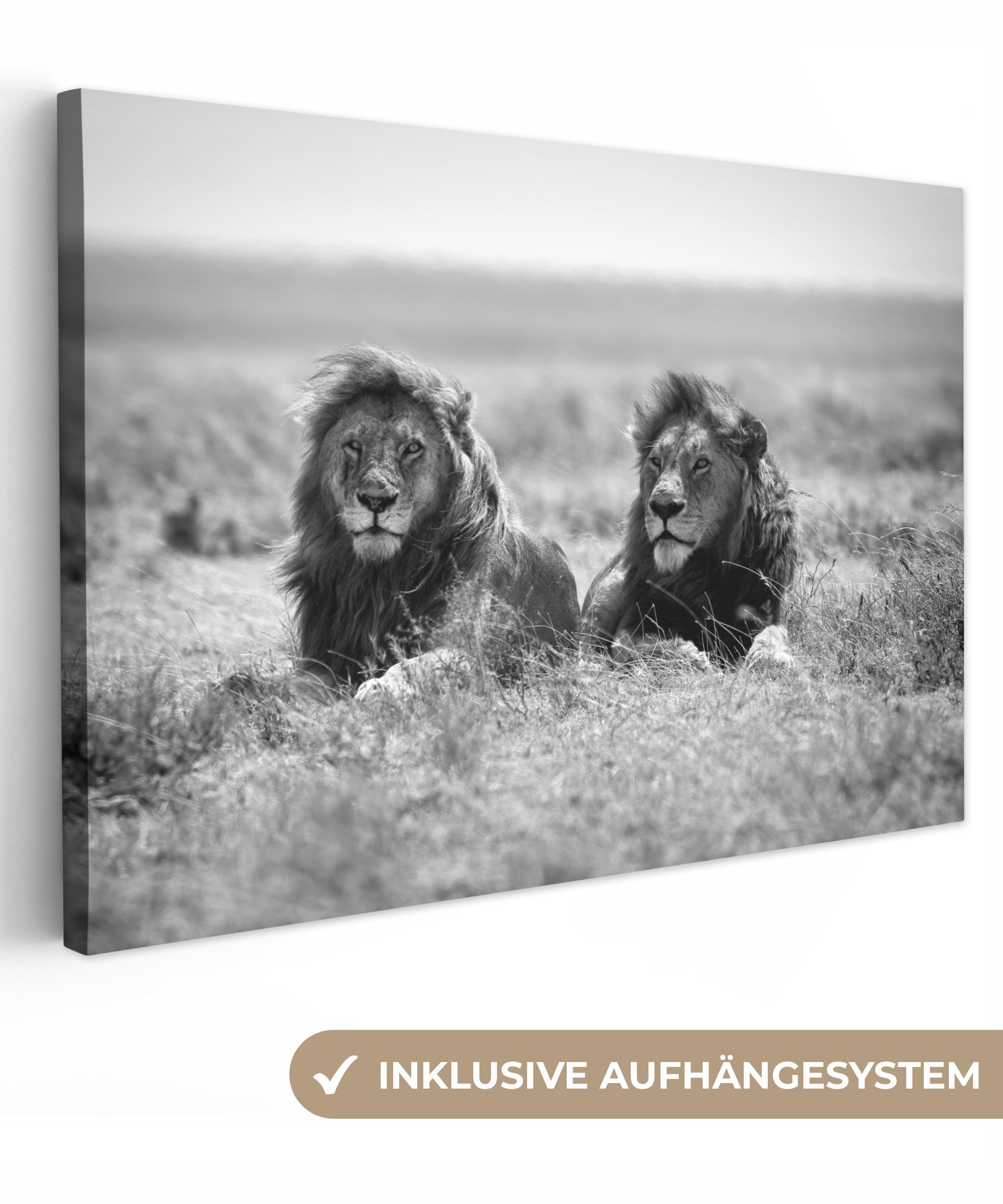 OneMillionCanvasses® Leinwandbild Löwen - Tiere - günstig online kaufen