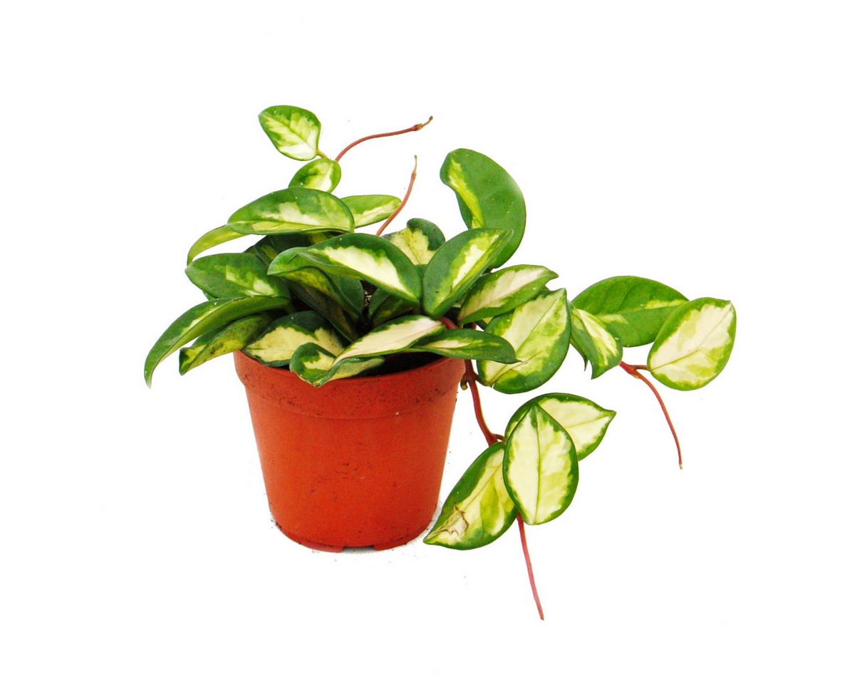 Exotenherz Zimmerpflanze Zimmerpflanze Hoya carnosa tricolor Porzellanblume Wachsblume 12cm