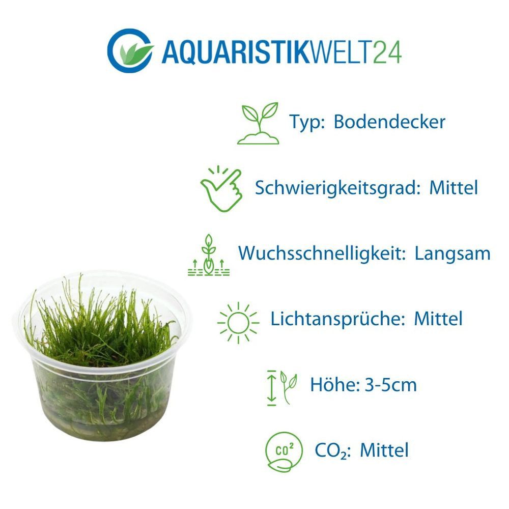 Aquaone Wasserpflanze Gräser Set mit 3 Gras Pflanzen Aquariumpflanzen Set Nr.130 – Bild 4 von 5