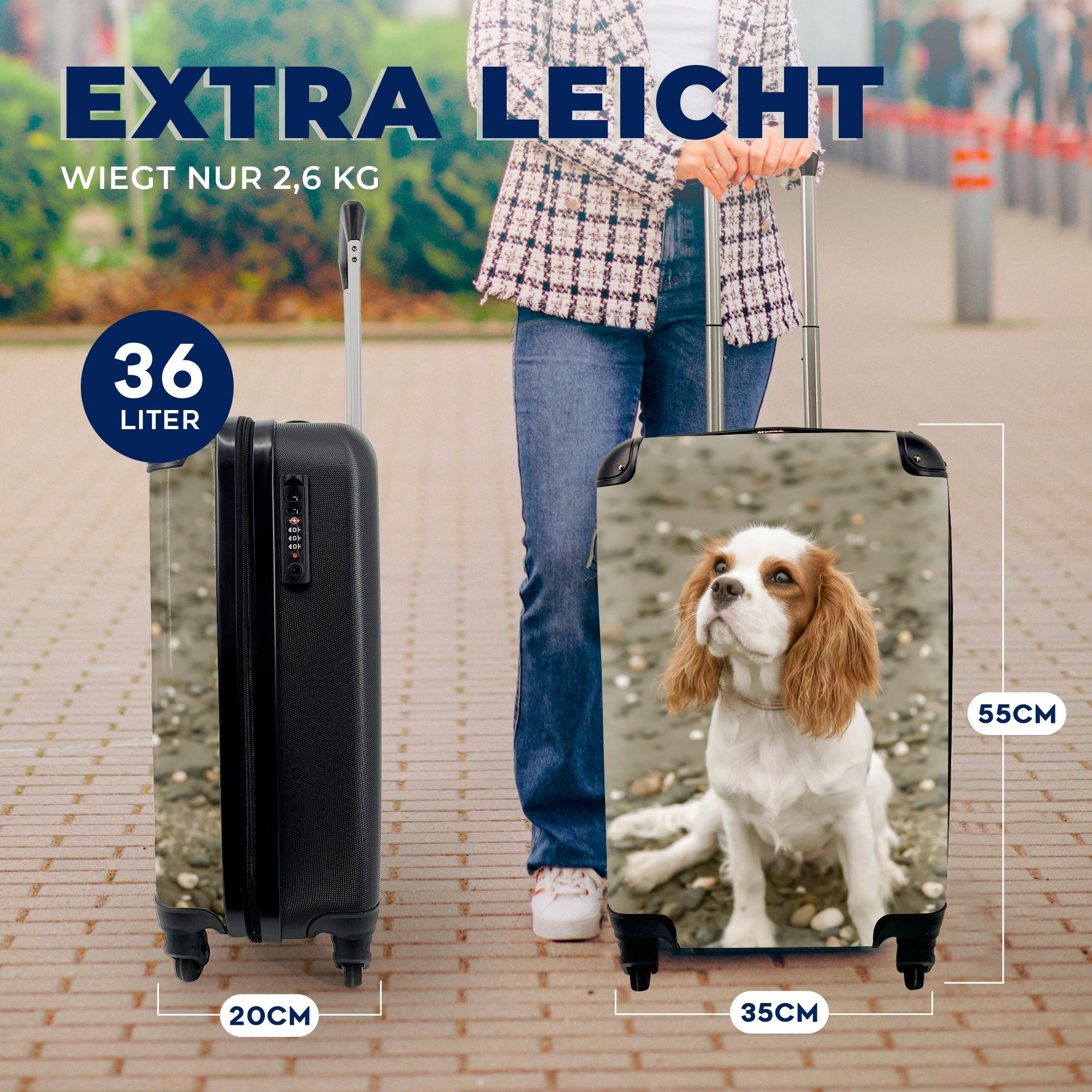 rollen, 4 für Trolley, Reisekoffer Handgepäck schaut mit Charles Handgepäckkoffer Reisetasche Ferien, Spaniel King Rollen, MuchoWow Ein auf, Cavalier