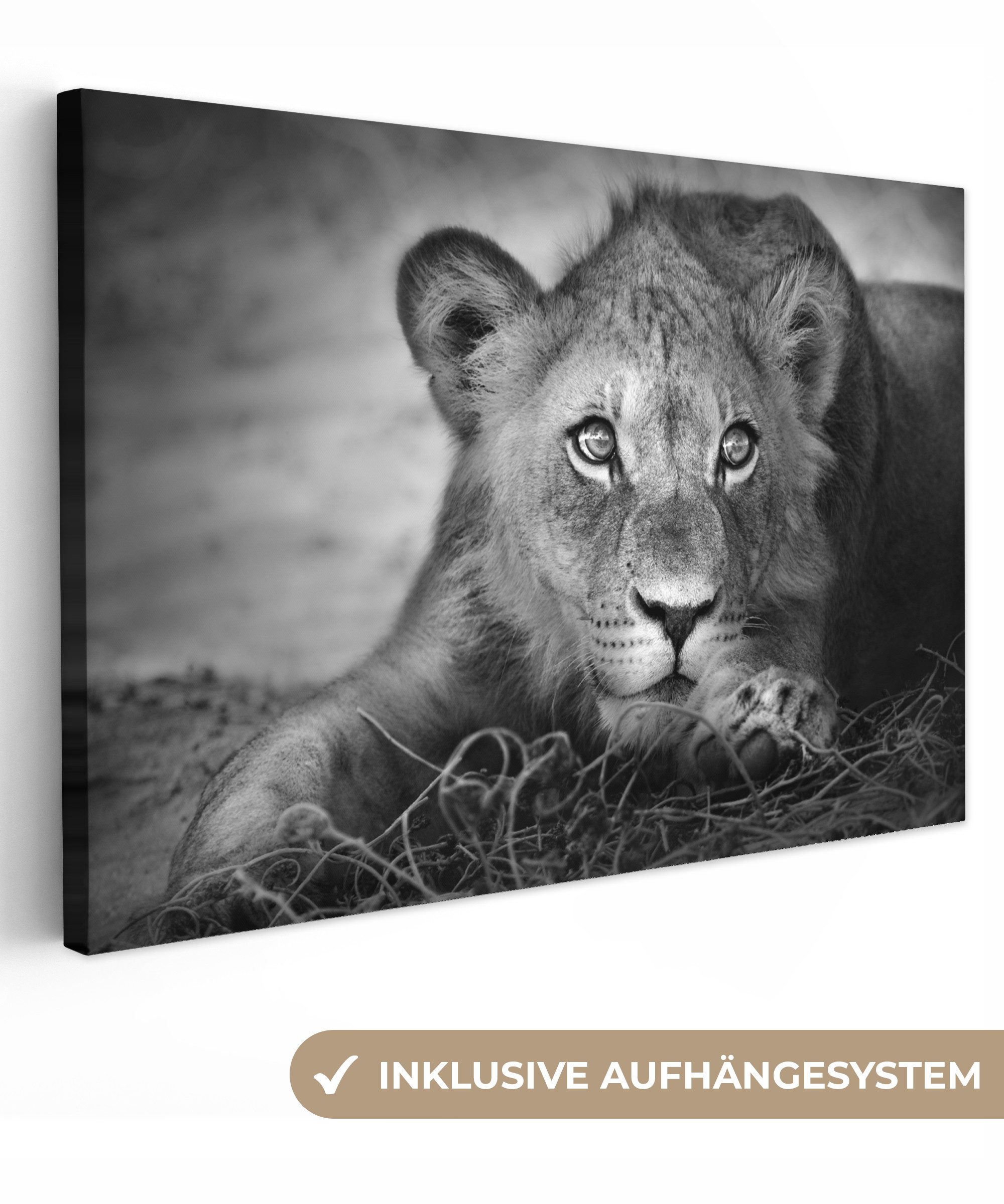 OneMillionCanvasses® Leinwandbild Wildtiere - Löwe - Natur - Schwarz - Weiß günstig online kaufen