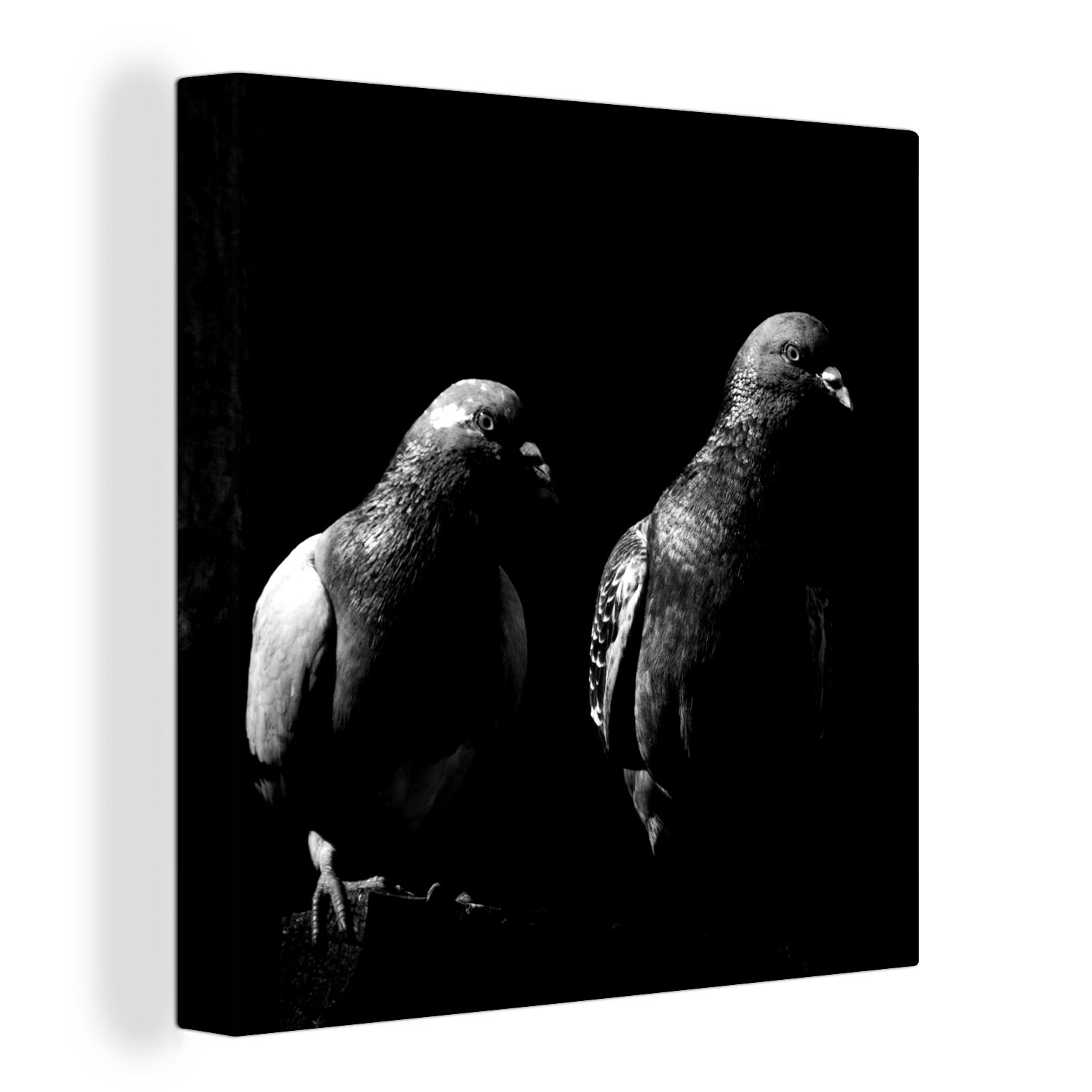 OneMillionCanvasses® Leinwandbild Zwei schöne Tauben auf schwarzem Hintergrund - schwarz und weiß, (1 St), Leinwand Bilder für Wohnzimmer Schlafzimmer