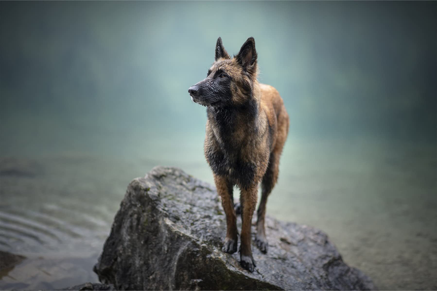 Muralo Fototapete Muster – Fototapete Wandtapete Vlies Wanddeko Wohnzimmer, bedruckt, Jugend – Belgischer – Schäferhund, 90 x 60 cm, Selbstklebende Folie