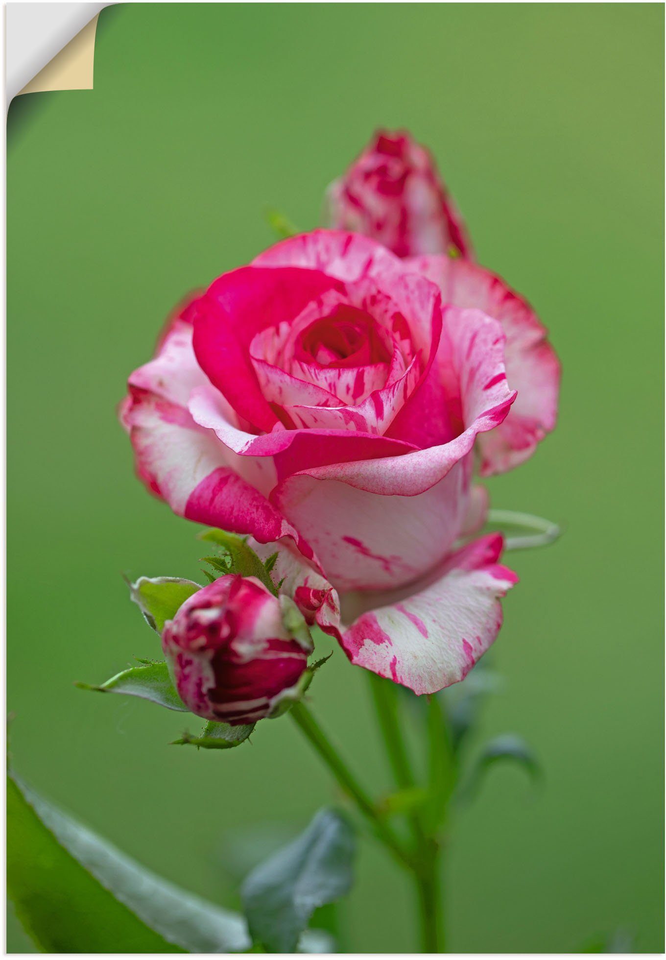 Artland Wandbild Malerrose, Blumenbilder (1 St), als Alubild, Leinwandbild, Wandaufkleber oder Poster in versch. Größen