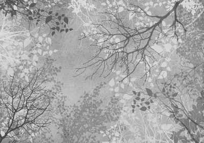 wandmotiv24 Fototapete Bäume Zweige grau, strukturiert, Wandtapete, Motivtapete, matt, Vinyltapete, selbstklebend
