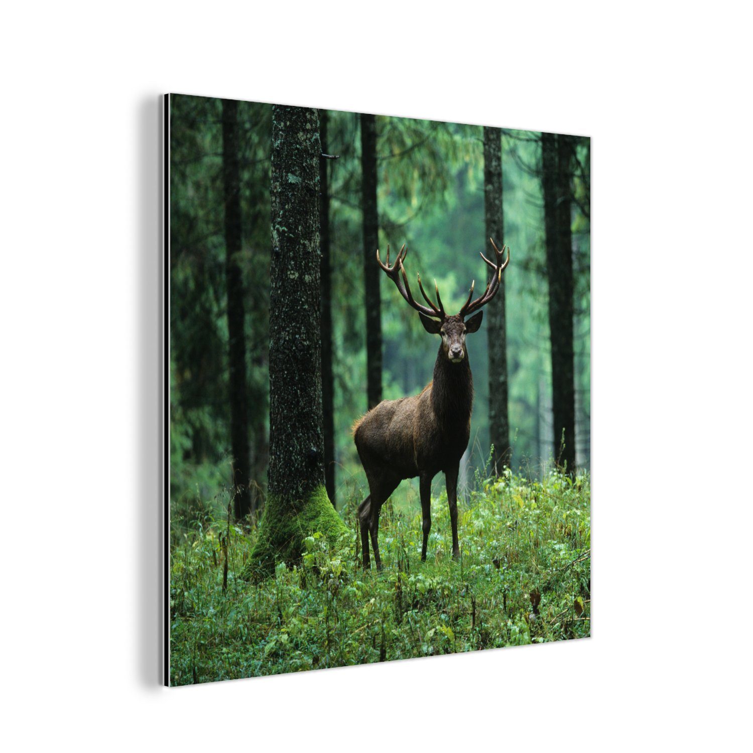 Metall, (1 Metallbild - MuchoWow - St), Tiere - - Hirsche Aluminium Bäume Natur, Alu-Dibond-Druck, Wald deko aus Gemälde