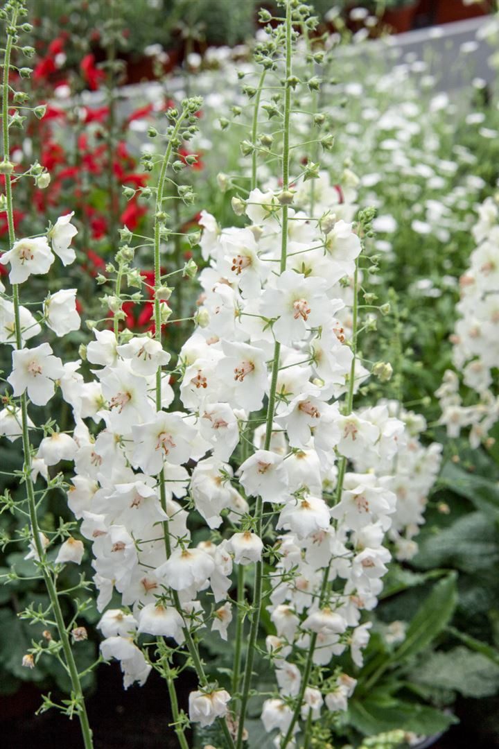 Pflanzen für Dich Staude Verbascum phoen. Flush of White, 1 St., Purpur-Königskerze, Weiße Königskerze