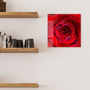DEQORI Magnettafel 'Rose mit Wasserperlen', Whiteboard Pinnwand beschreibbar