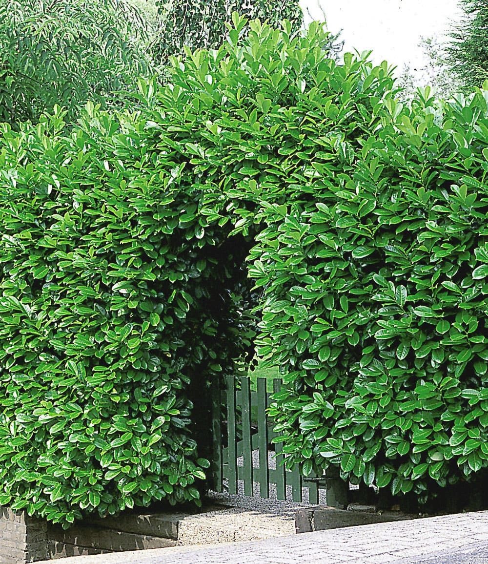 BALDUR Garten Hecken Kirschlorbeer-Hecke 20 Pflanzen, 20 St., Lorbeer-kirsche, immergrün, winterhart, mehrjährig