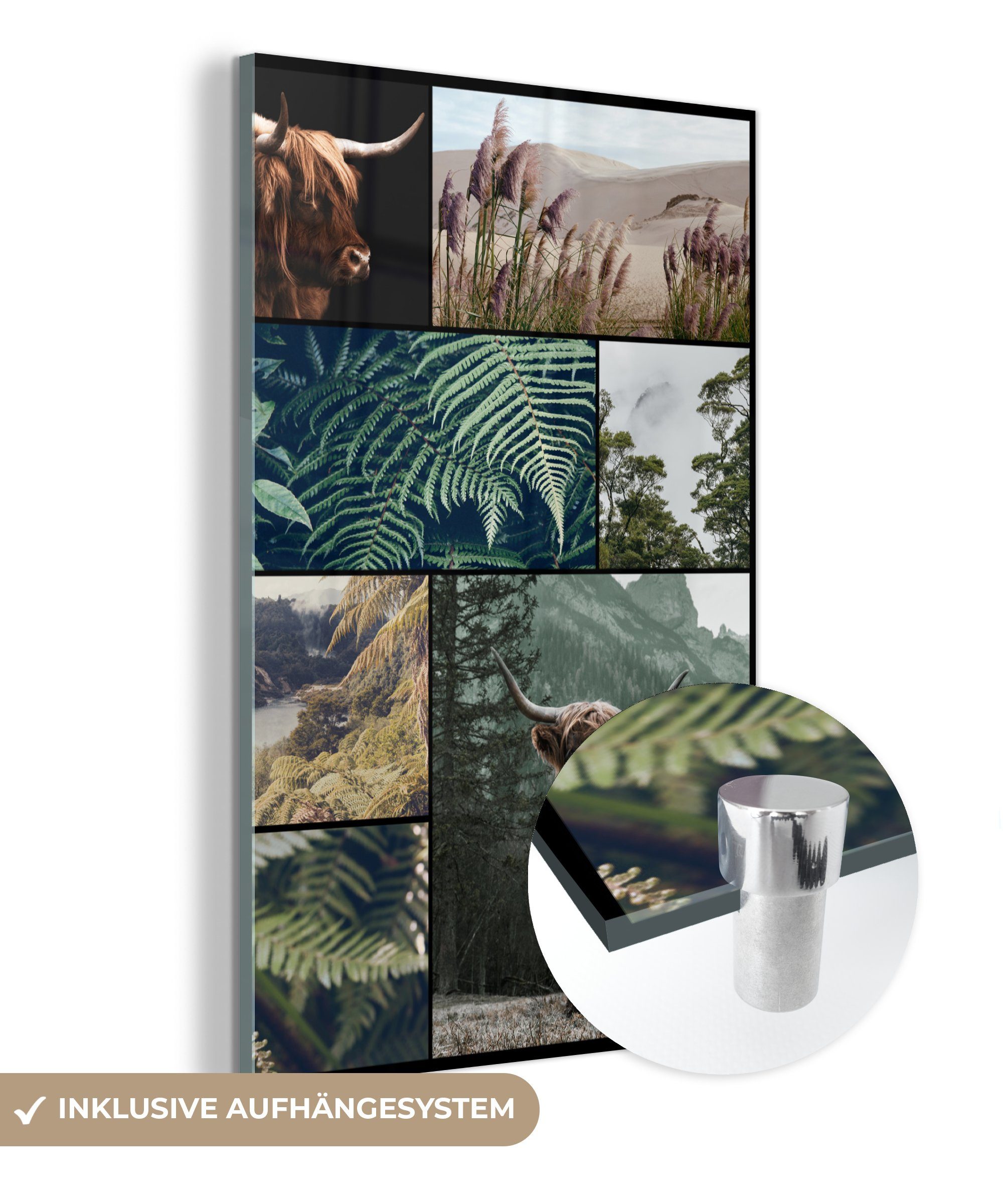 MuchoWow Acrylglasbild Schottische Highlander - Collage - Pflanzen - Natur, (1 St), Glasbilder - Bilder auf Glas Wandbild - Foto auf Glas - Wanddekoration