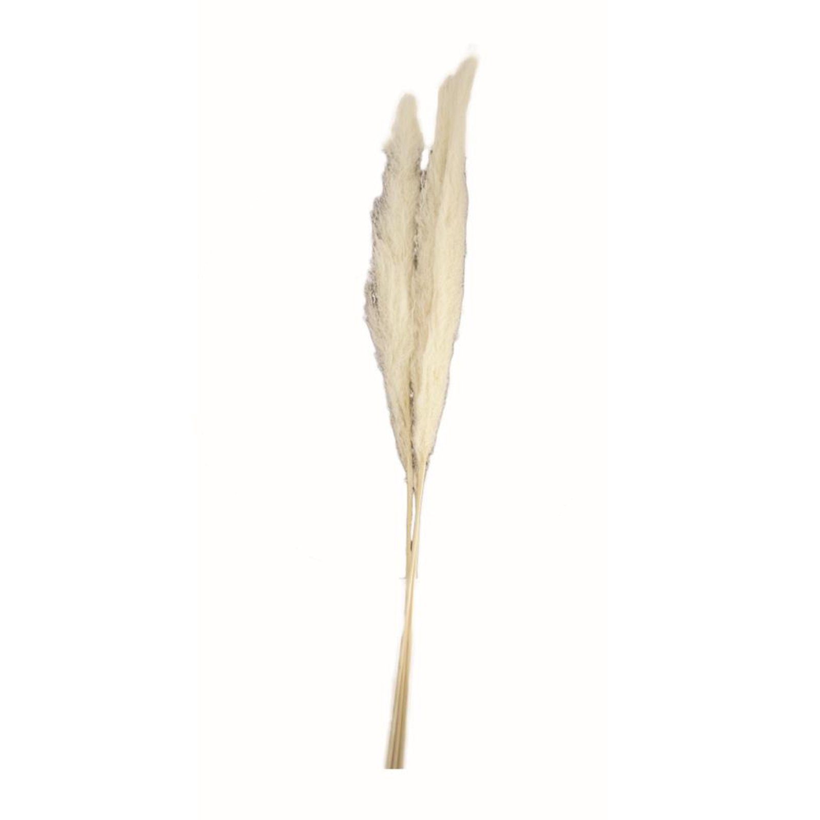 - - grass Pampasgras - 140-160 cm Trockenblume weiß Cortaderia DIJK - 3 pampas Stück,
