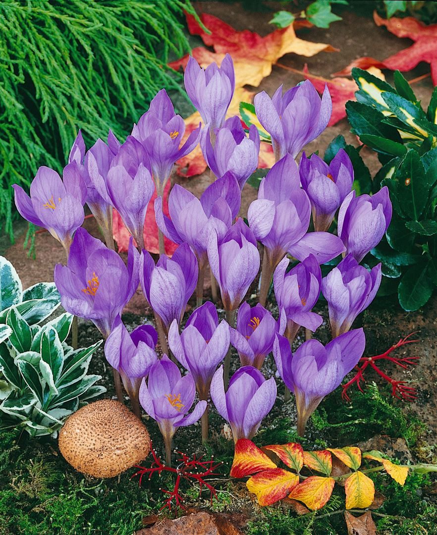 Pflanzen für Dich Staude Crocus speciosus, 1 St., Pracht-Herbst-Krokus, Herbstkrokus