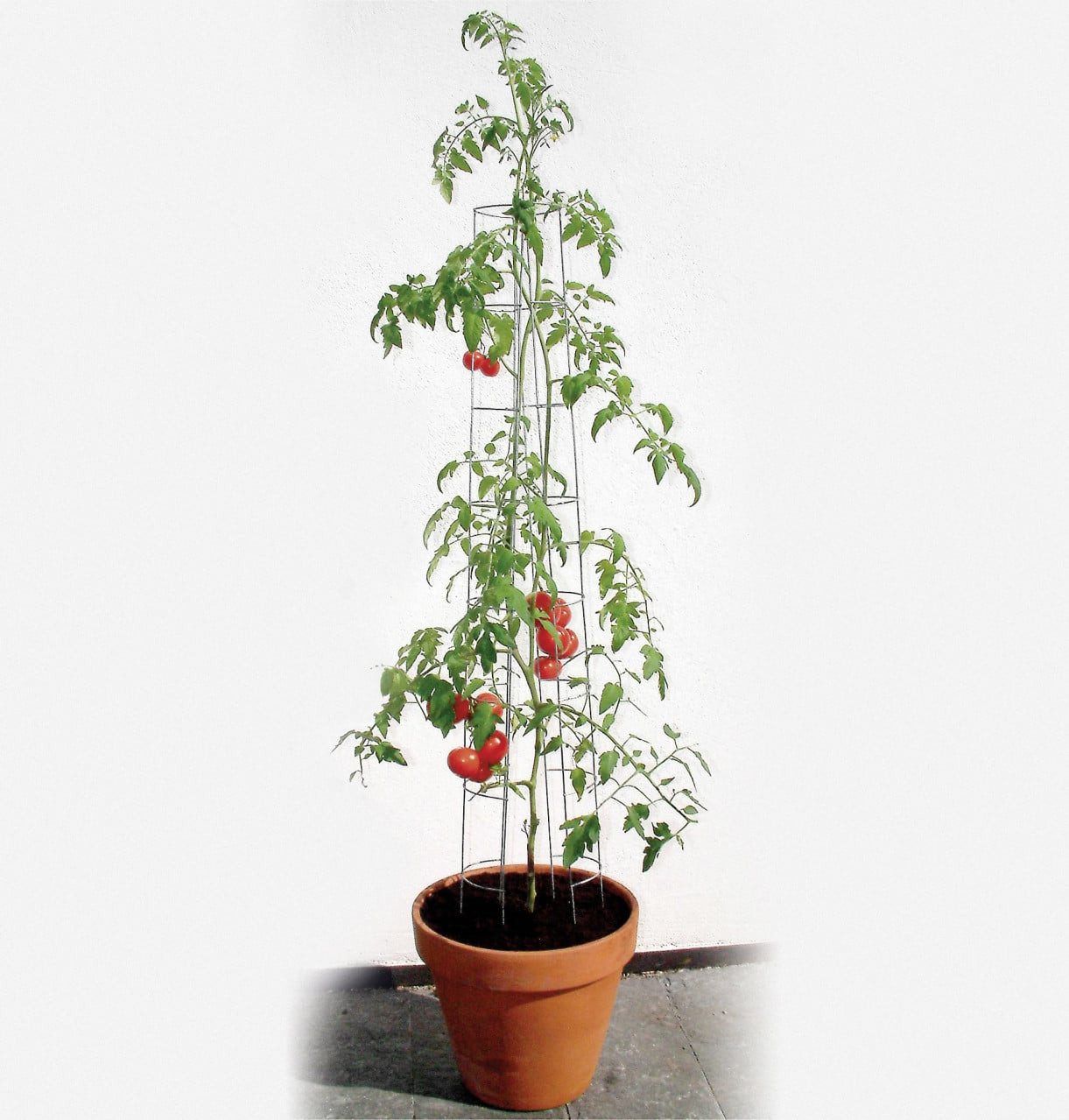 Bellissa Rankhilfe Bellissa Tomatenturm 120cm 120 cm hoch