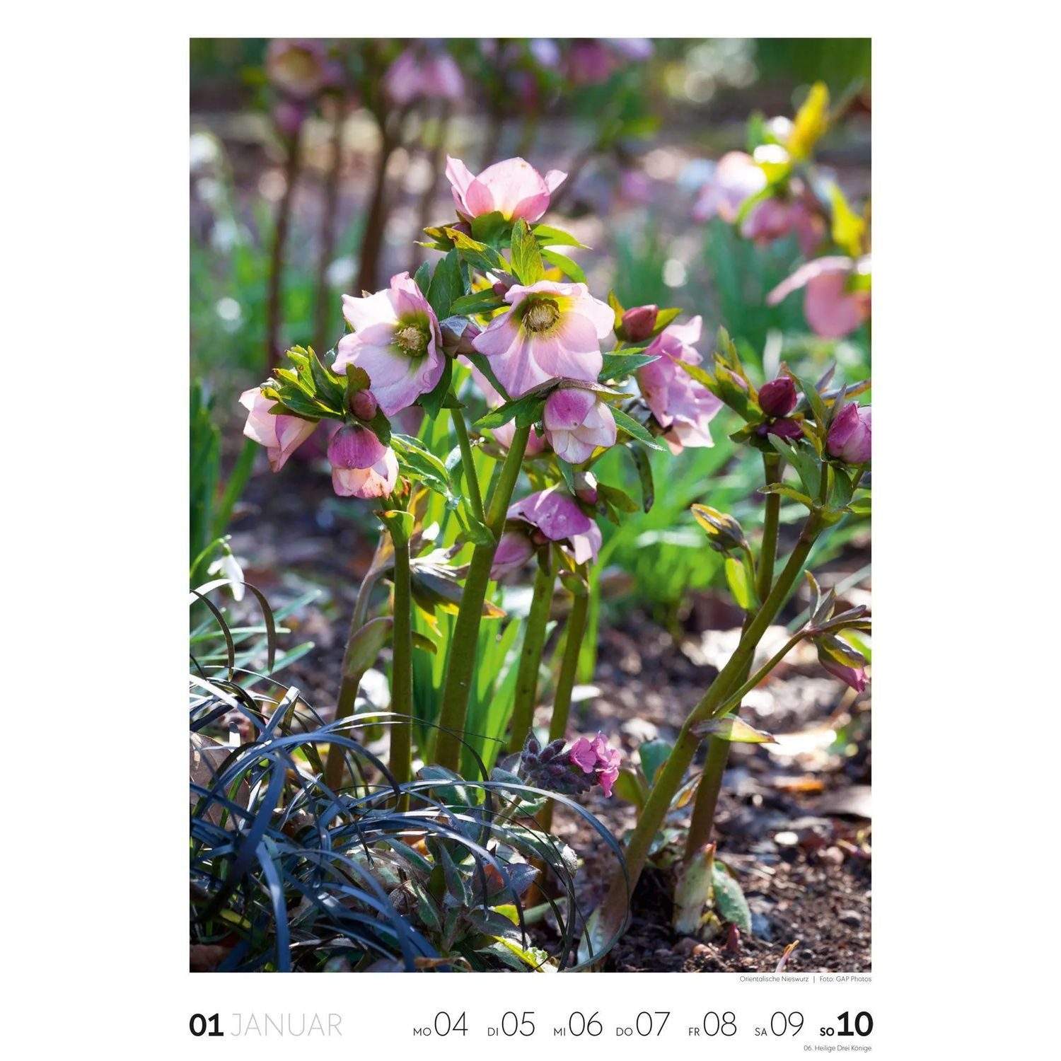 Ackermann Wandkalender Garten Wochenkalender 2027