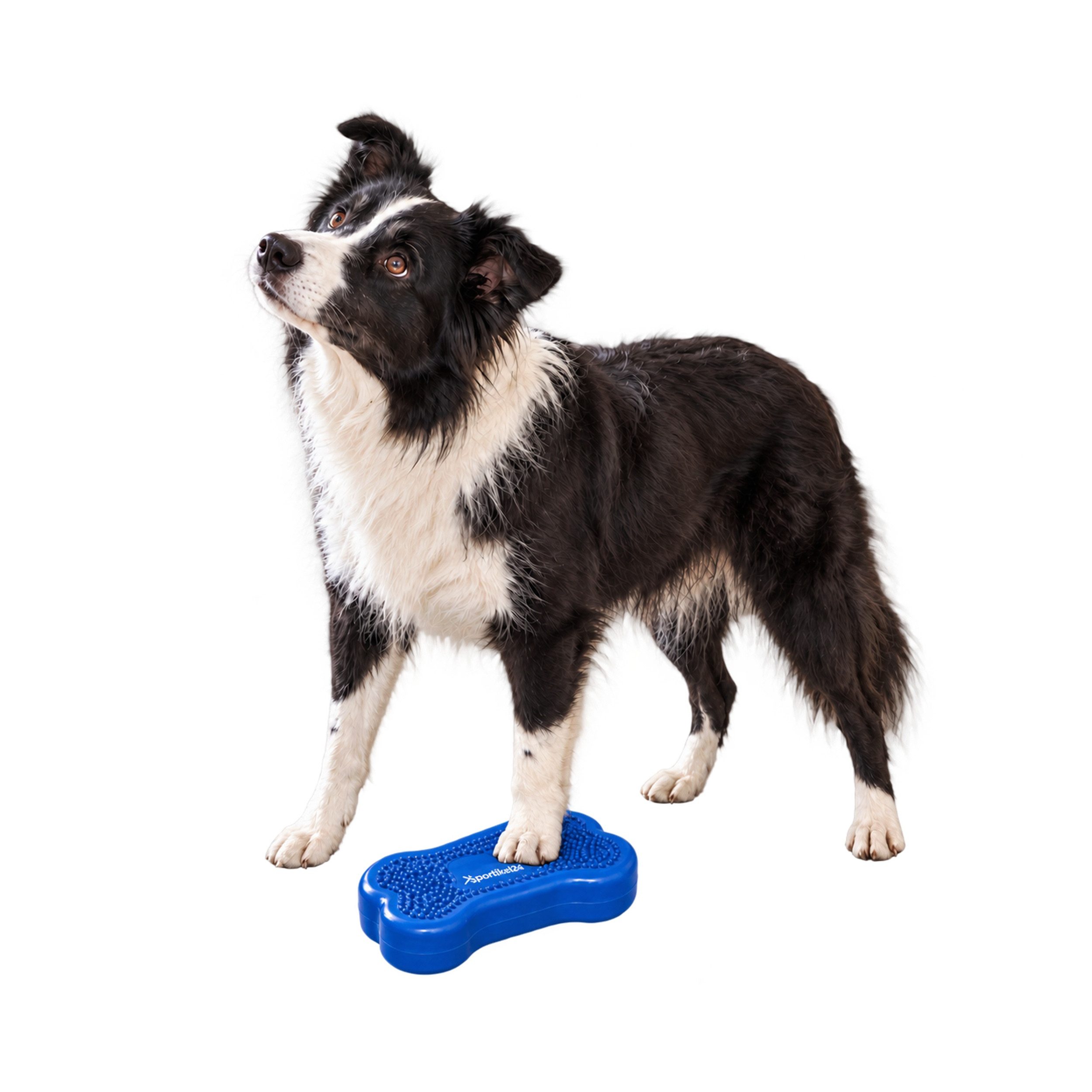 Superhund Balancetrainer Balance-Knochen für Hunde – Small Komplettset – Blau + Pumpe