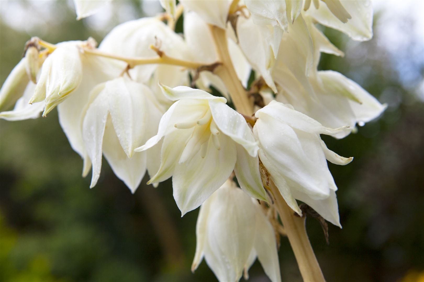 Pflanzen für Dich Staude Yucca filamentosa, 1 St., Fädige Palmlilie, Garten-Yucca, Adam's Nadel – Bild 4 von 5