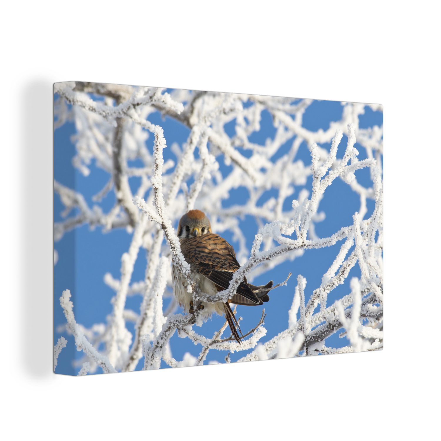 OneMillionCanvasses® Leinwandbild Vogel - Baum - Schnee, (1 St), Wandbild Leinwandbilder, Aufhängefertig, Wanddeko, 30x20 cm | Leinwandbilder