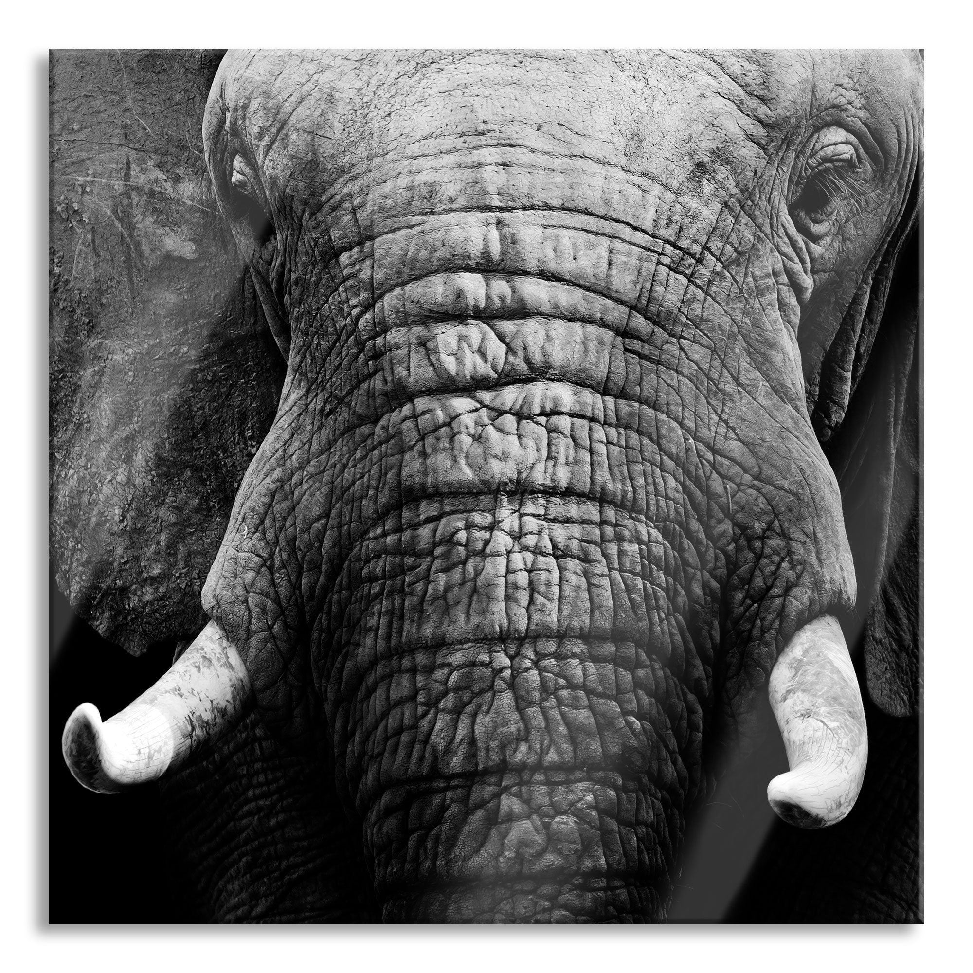 Pixxprint Glasbild Elefant Porträt, und Elefant Echtglas, Aufhängungen aus Porträt Abstandshalter Glasbild (1 inkl. St)