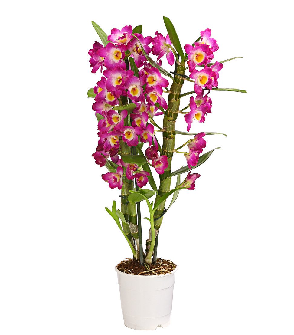 Dehner Zimmerpflanze Traubenorchidee, Dendrobium nobile, ca. 40-50 cm, versch. Farben, viele Blüten mit besonderem Aussehen
