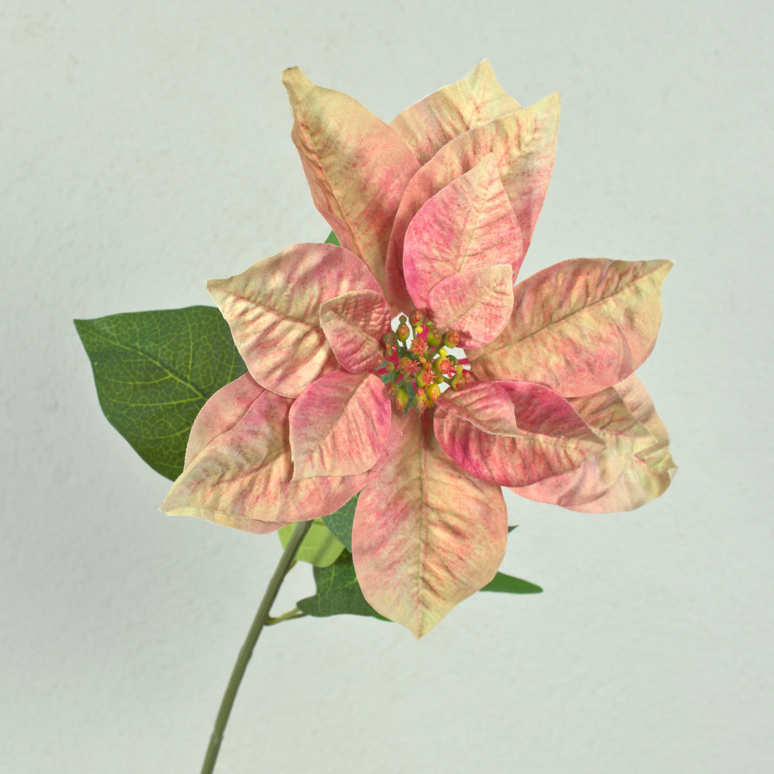 Kunstblume Künstliche Poinsettia LIBASSE, Creme-rosa, 65cm Weihnachtsstern, artplants, Höhe 65.0 cm