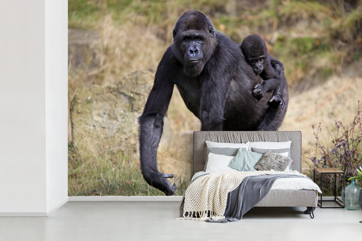 Matt, (6 Fototapete St), Bild seinem Tapete Schlafzimmer, Gorillas einem auf eines Jungtier Rücken, Wallpaper MuchoWow Kinderzimmer, Wohnzimmer, bedruckt, Vinyl für mit
