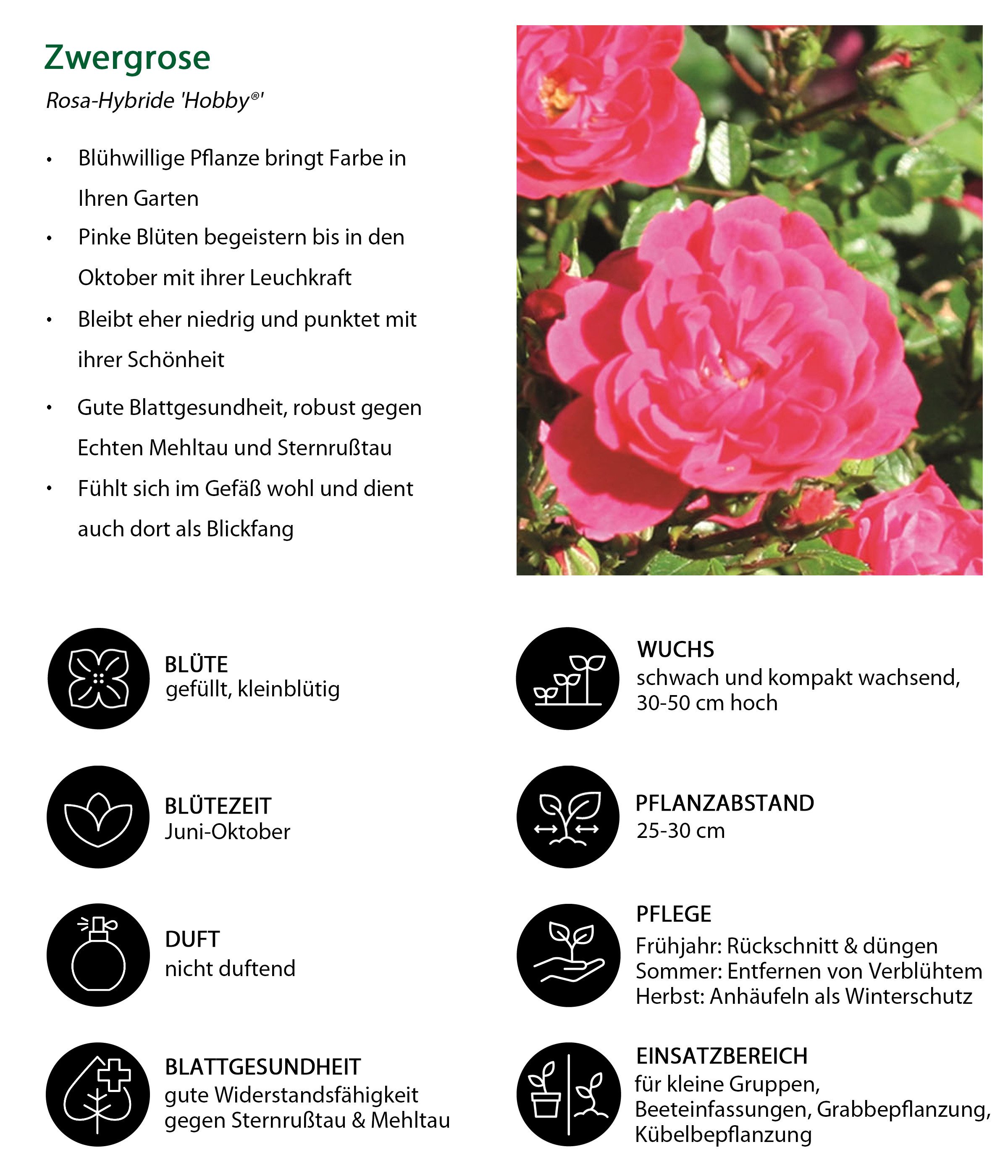 Dehner Rose Zwergrose Hobby®,pink-farbene Blüten, 15-30 cm exkl. Pflanztopf, Züchter Tantau, gefüllte, kleinblütige Blüten, nicht duftend