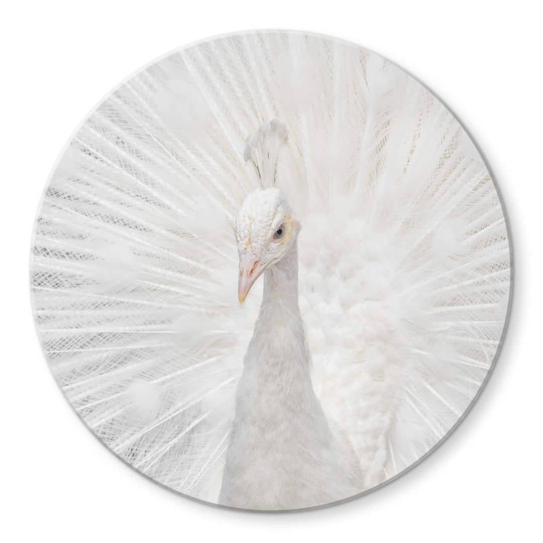 Deko Gemälde Glas Fegari Bilder Wandbild Glasbild Pfau, Rund K&L Weißer Vogel albino Art Wall Wandschutz