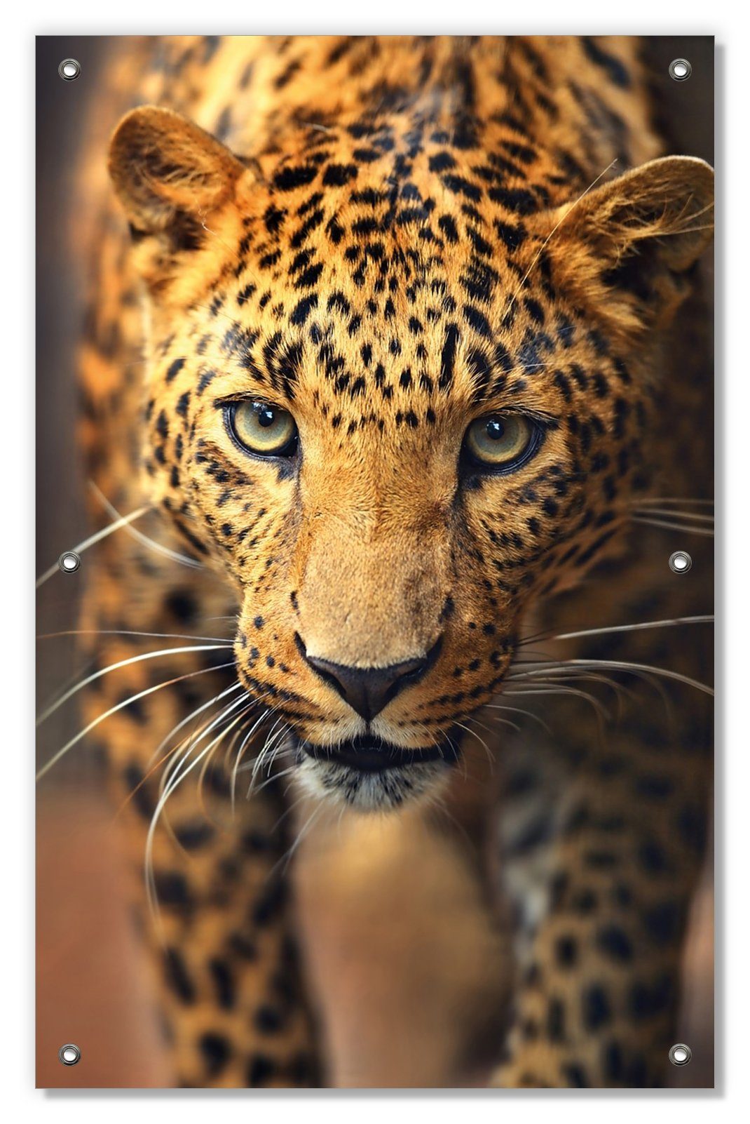 Sonnenschutz Leopard in Nahaufnahme beim Laufen, Wallario, blickdicht, mit Saugnäpfen, wiederablösbar und wiederverwendbar
