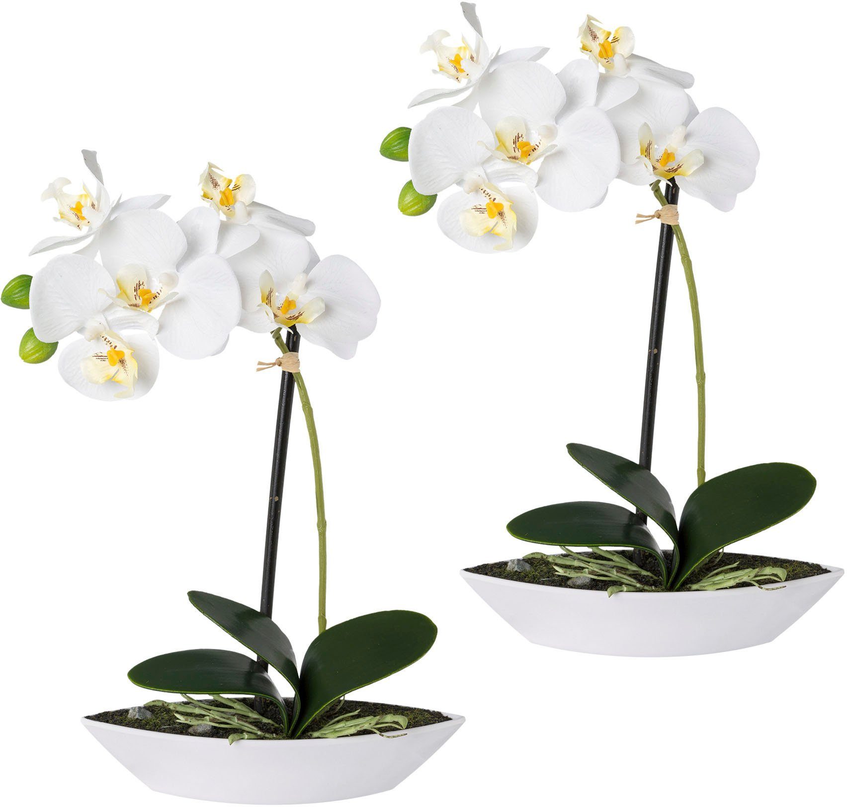 Kunstorchidee Phalaenopsis, Creativ green, Höhe 30 cm, 2er Set, in Kunststoffschale weiß | Kunstorchideen