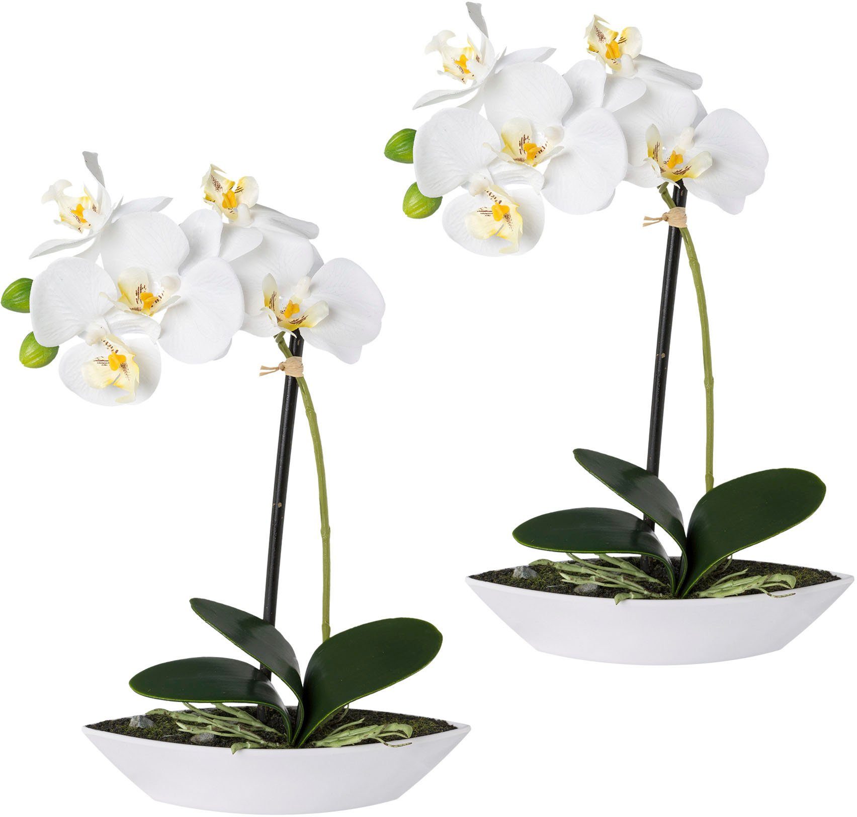 Kunstorchidee Phalaenopsis, Creativ green, Höhe 30 cm, 2er Set, in Kunststoffschale
