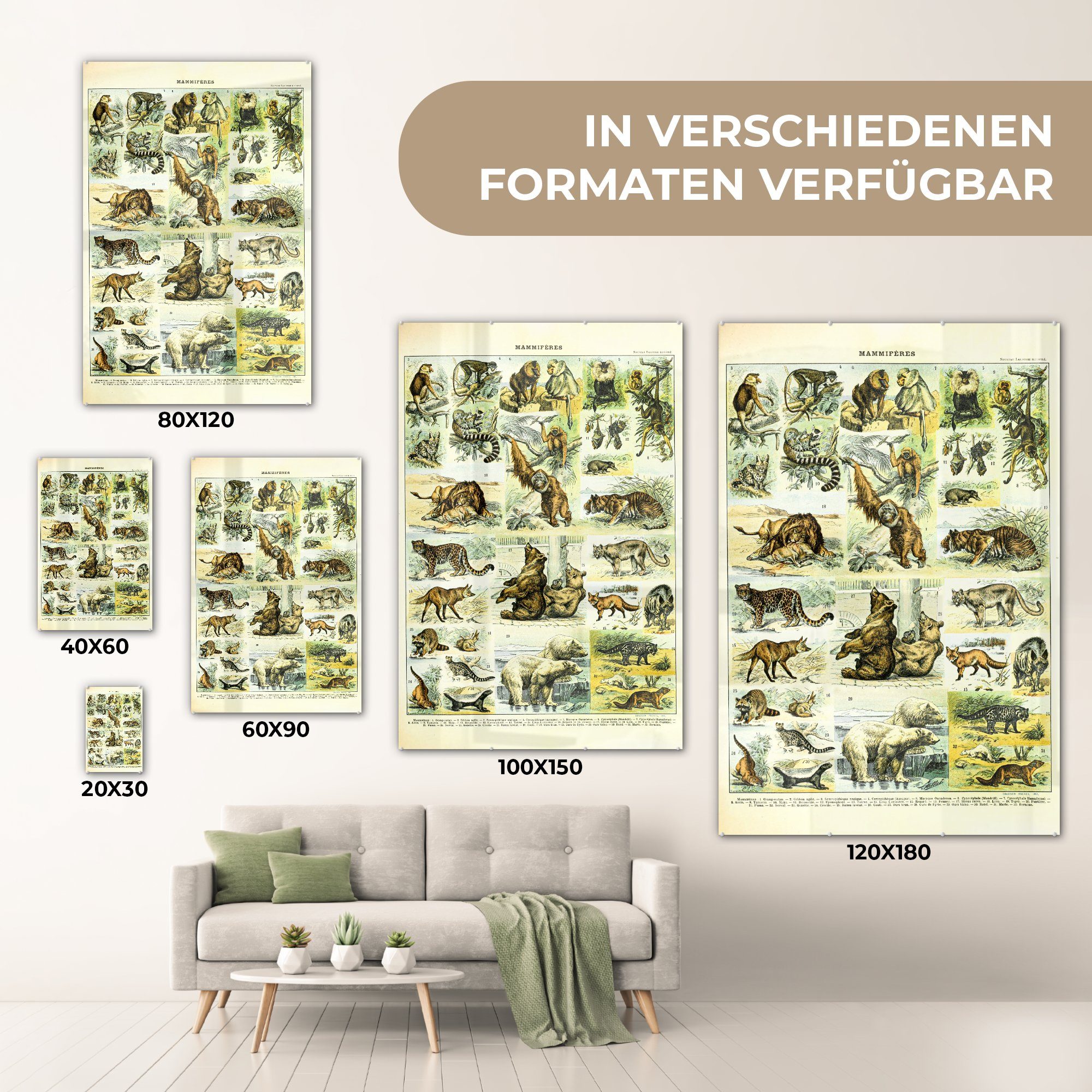 Tiere - Glasbilder Foto Bären, Glas Wanddekoration Affe - - - St), (1 auf Wandbild Glas Bilder - Acrylglasbild auf MuchoWow