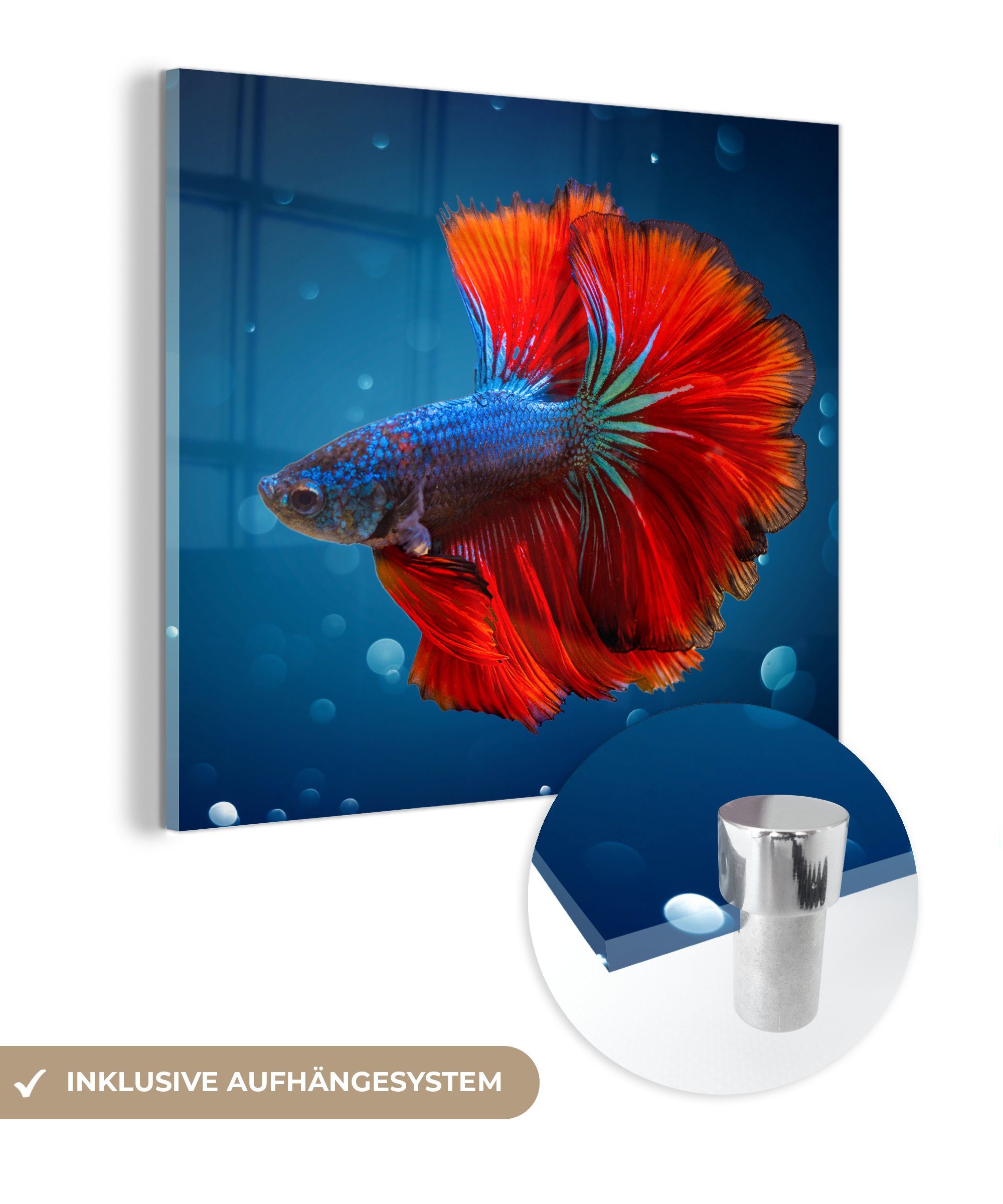 MuchoWow Acrylglasbild Fisch - Wasser - Rot, (1 St), Glasbilder - Bilder auf Glas Wandbild - Foto auf Glas - Wanddekoration