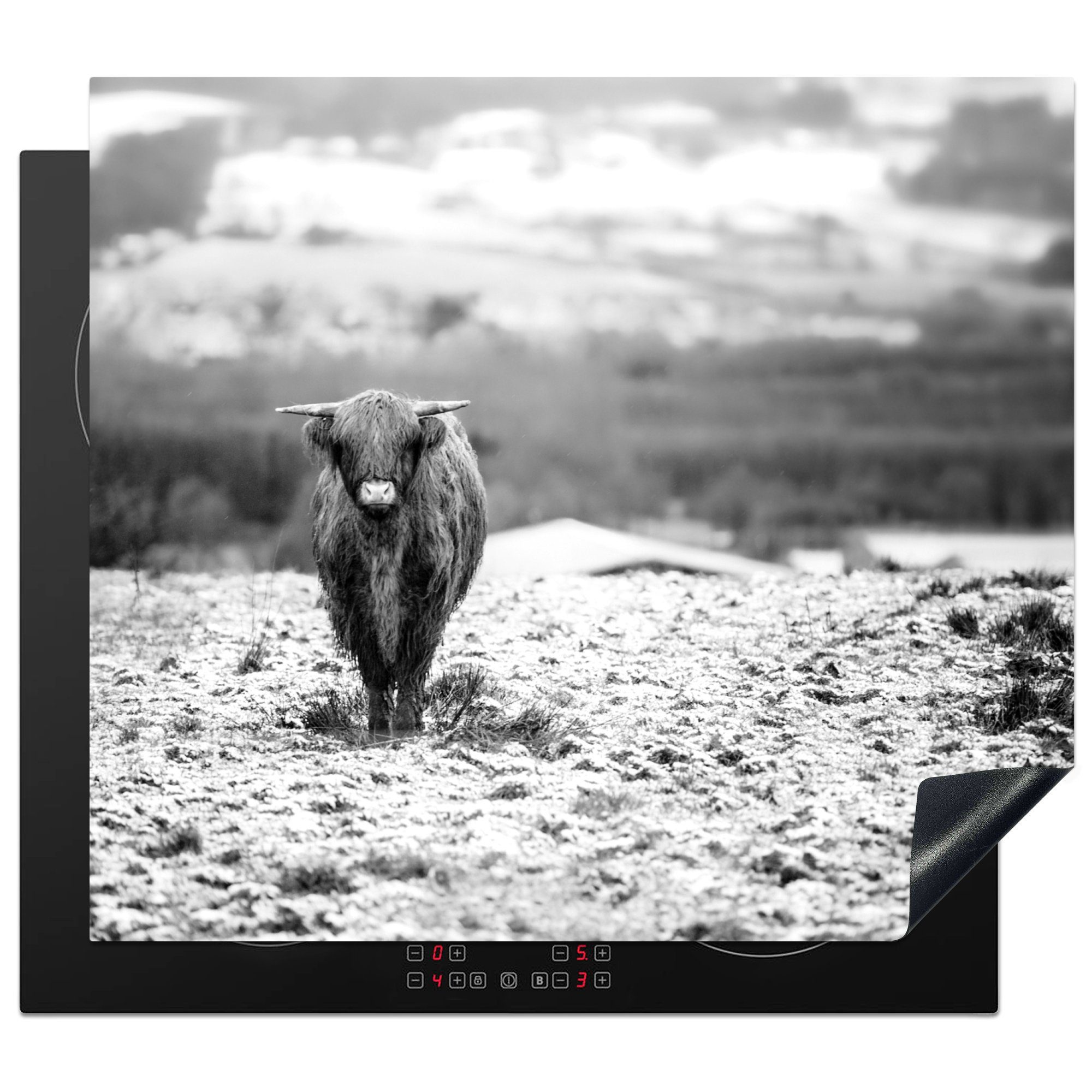 MuchoWow Herdblende-/Abdeckplatte Portraitfoto - Highlander tlg), 57x51 cm, Ceranfeldabdeckung im Induktionsschutz, Schnee (1 Vinyl, schwarz-weiß, Induktionskochfeld, schottischer