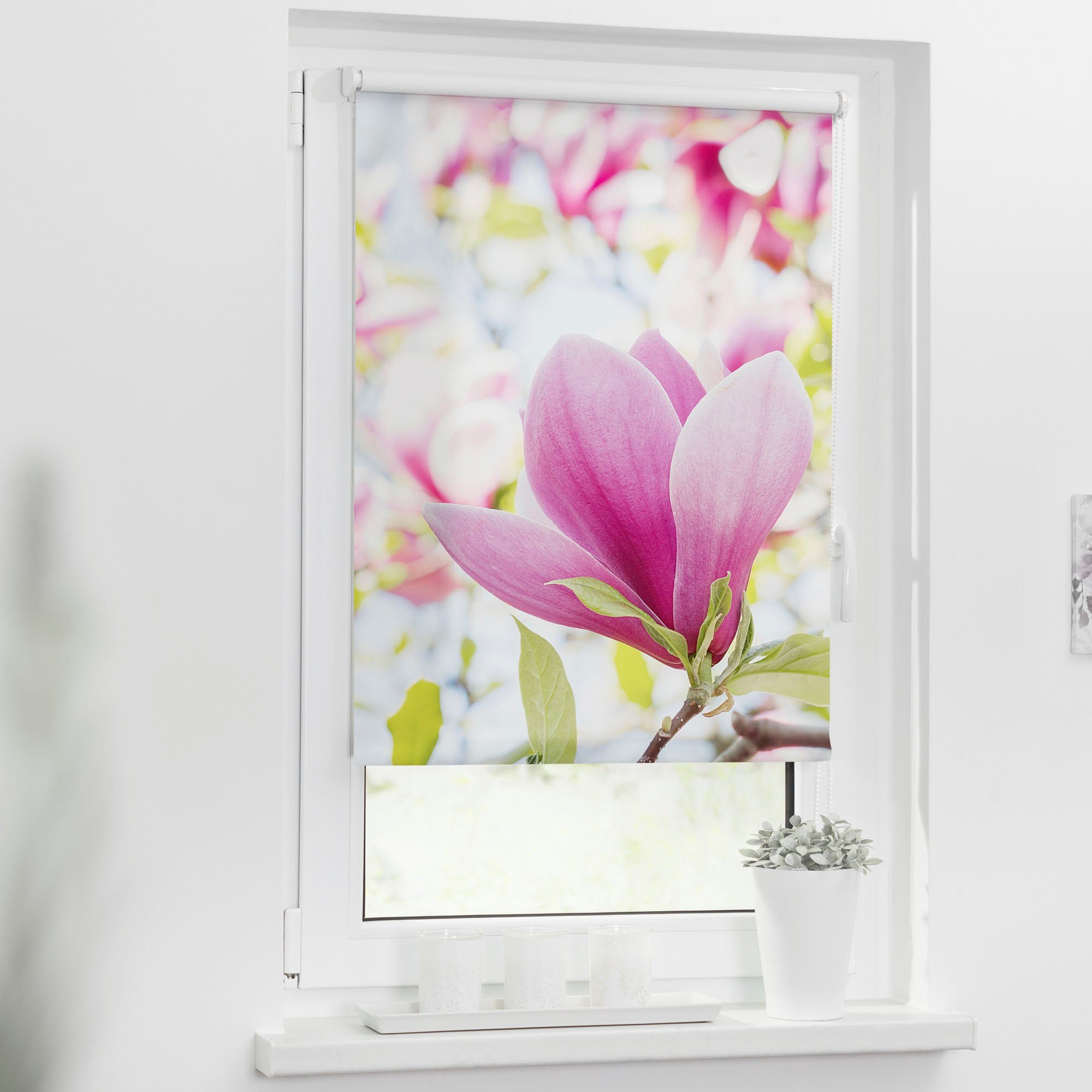 Seitenzugrollo Klemmfix Motiv Magnolie, LICHTBLICK ORIGINAL, günstig online kaufen