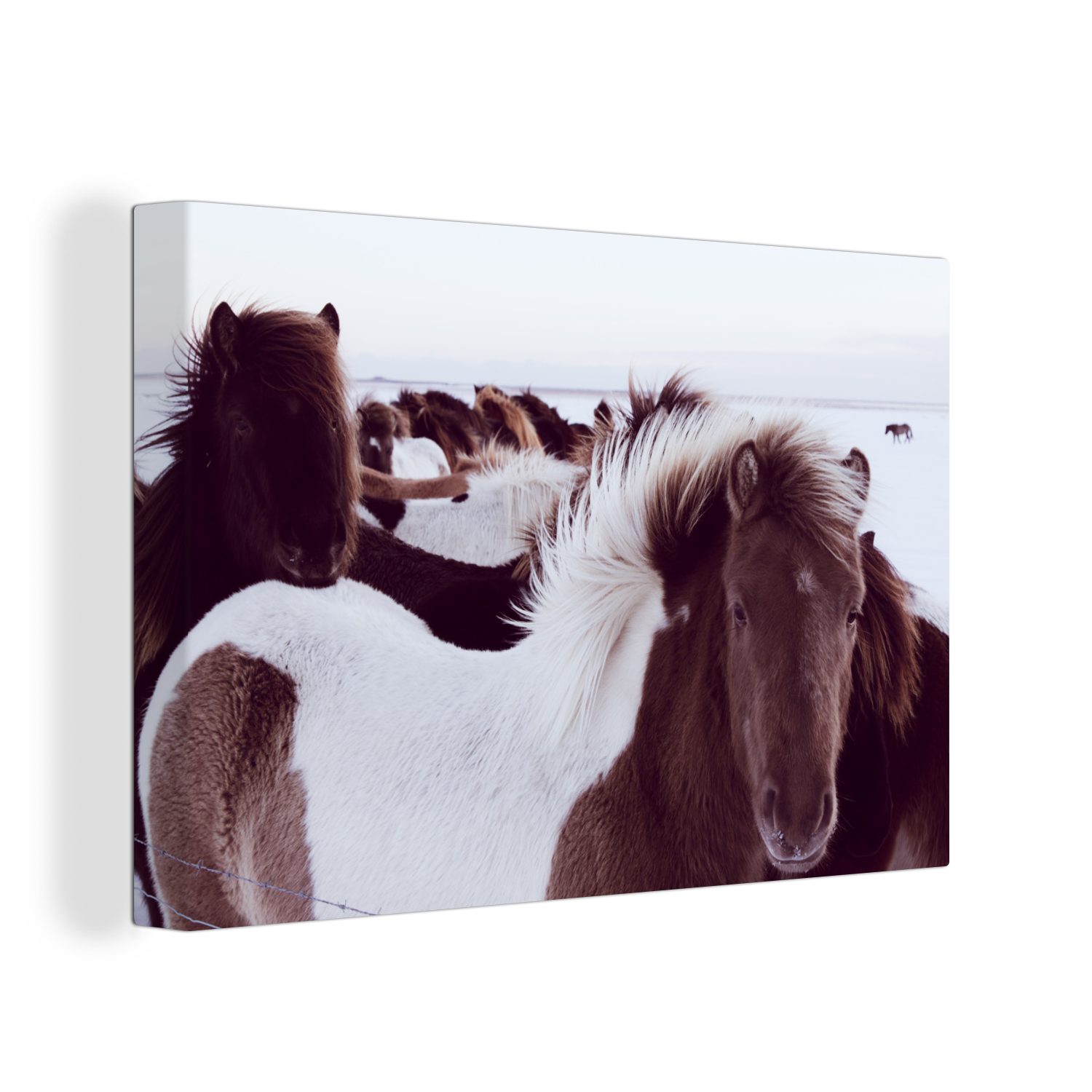 St), (1 Wanddeko, Leinwandbilder, Wandbild OneMillionCanvasses® 30x20 Pferde Aufhängefertig, cm Island, Schnee - - Leinwandbild