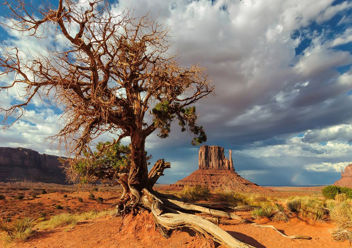 Papermoon Baum Wüste Fototapete Toter in