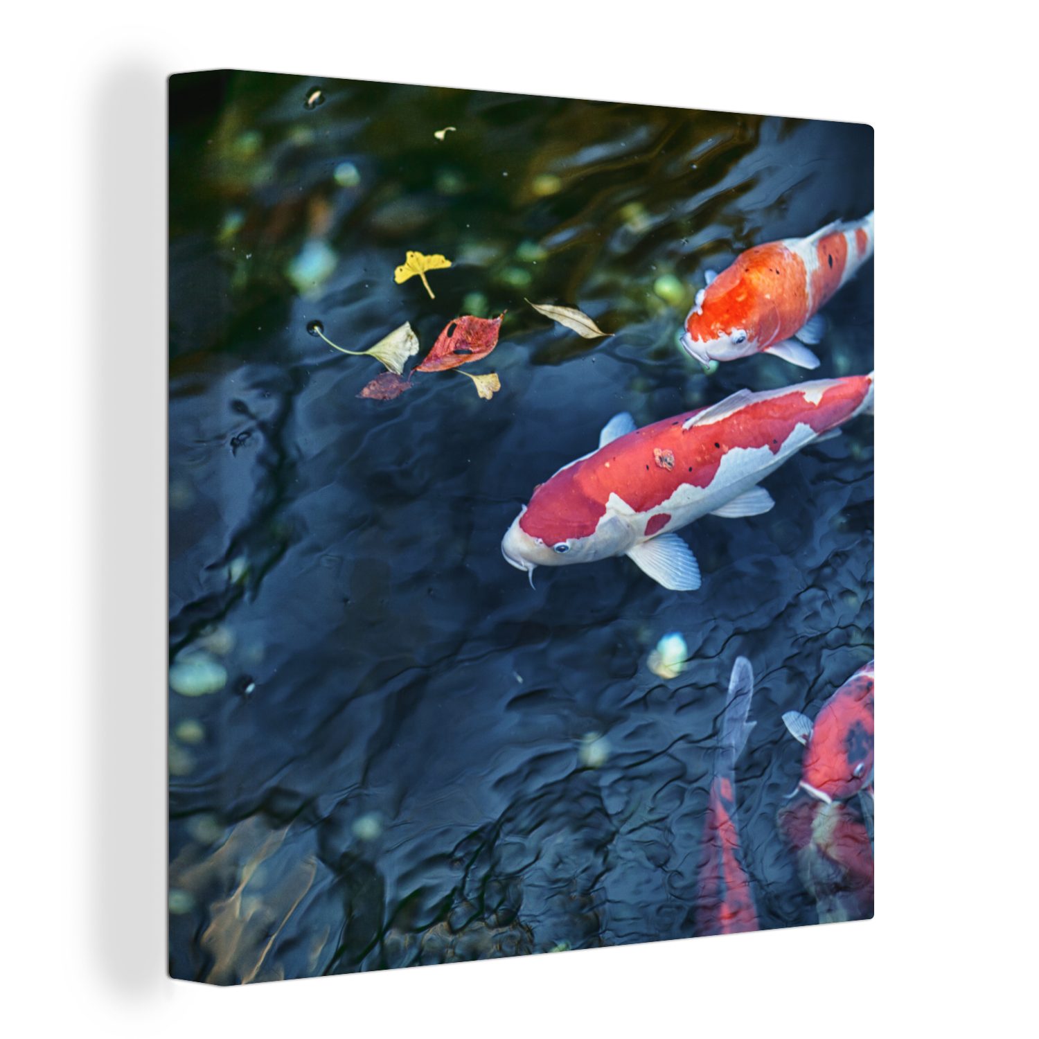 OneMillionCanvasses® Leinwandbild Vier Koi-Karpfen in einem Teich, (1 St), Leinwand Bilder für Wohnzimmer Schlafzimmer