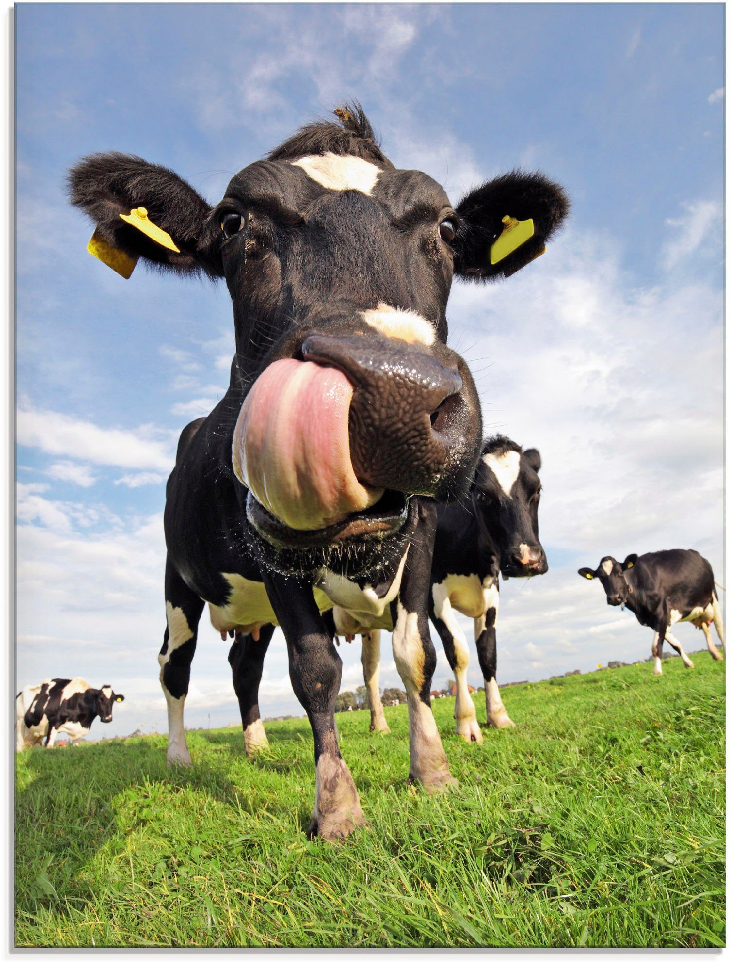 gewaltiger (1 St), Haustiere Glasbild Artland verschiedenen mit Größen Zunge, Holstein-Kuh in
