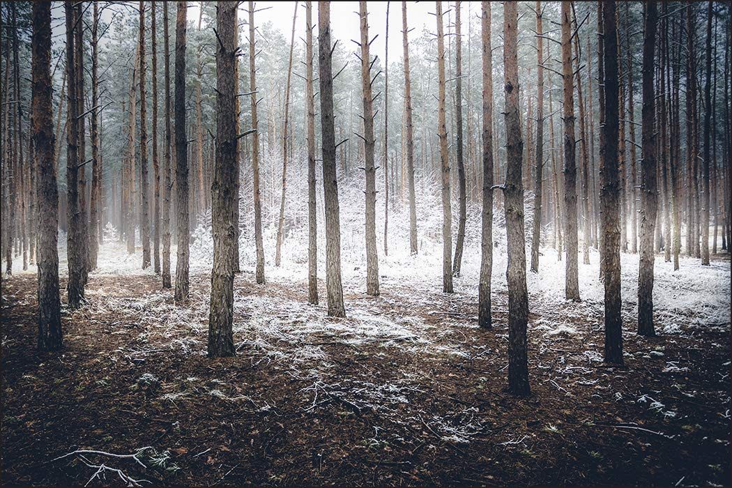 Muralo Fototapete Natur – Fototapete Wandtapete Vlies Wanddeko Wohnzimmer, bedruckt, Winterlicher – Wald, 90 x 60 cm, Vinyl glatt