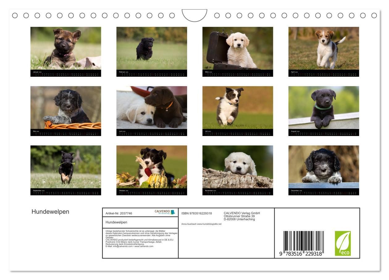 Thumbnail - CALVENDO Wandkalender Hundewelpen (Wandkalender 2026 DIN A4 quer), CALVENDO Monatskalender